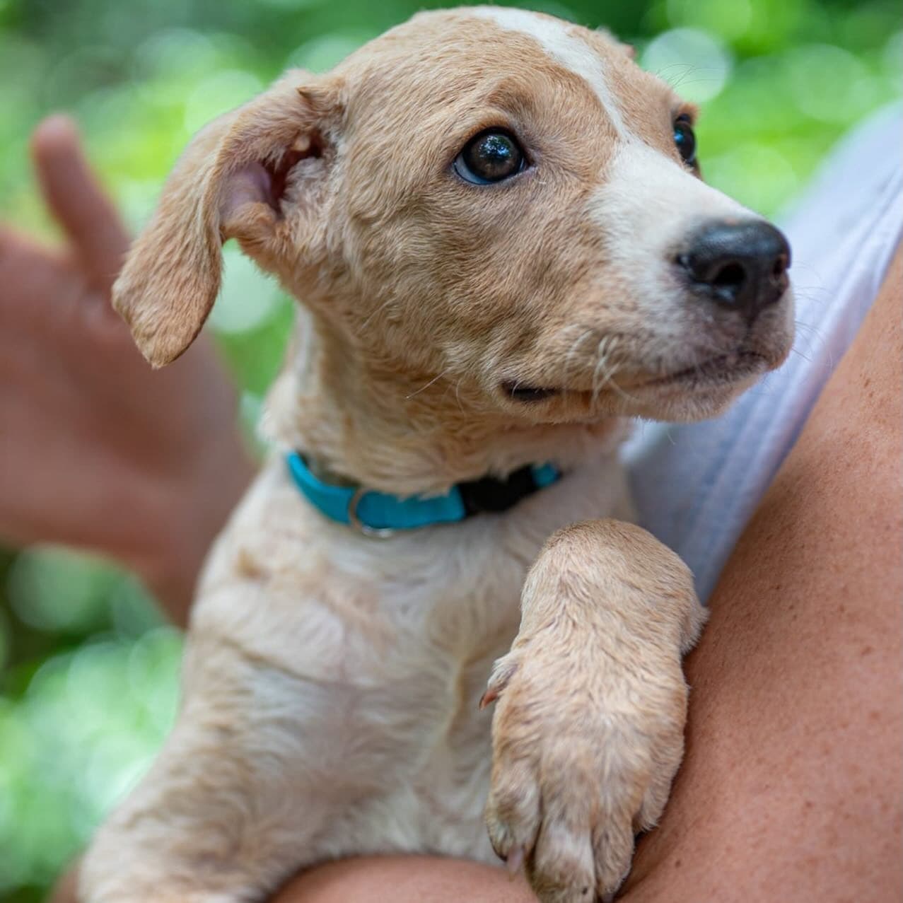 Rescue puppy with a teal collar