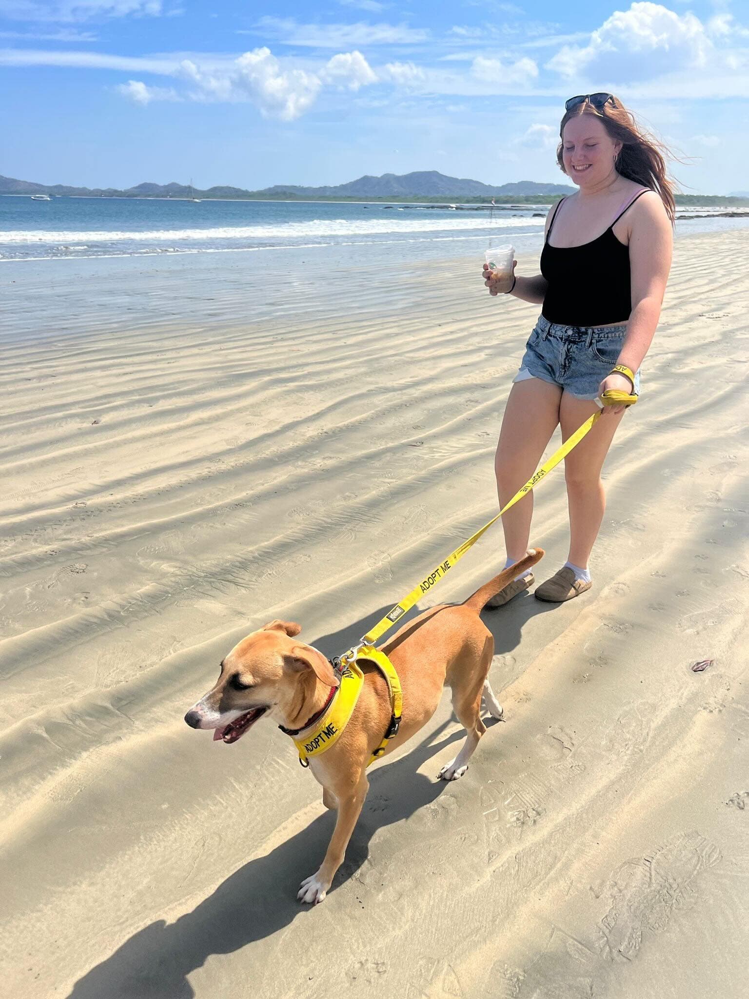 Volunteer walking an adoptable dog on Tamarindo beach