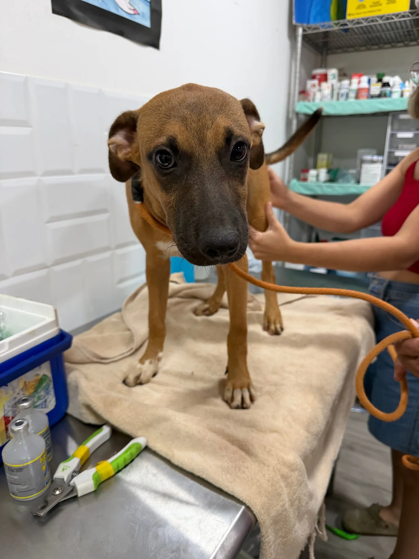 Molly, a dog at Halfway Home Animal Shelter