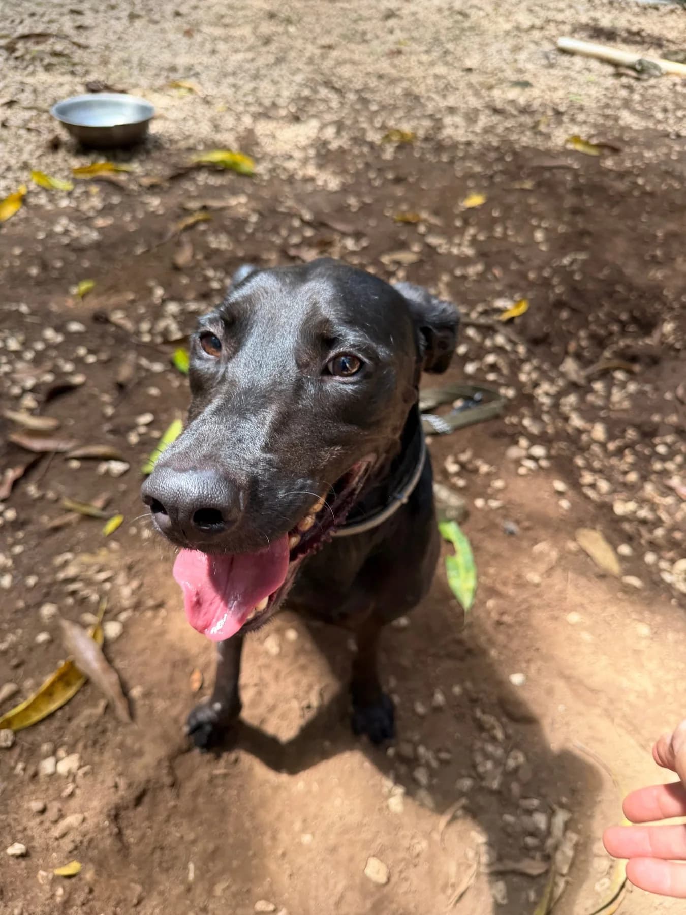 Shaq, a dog at Halfway Home Animal Shelter