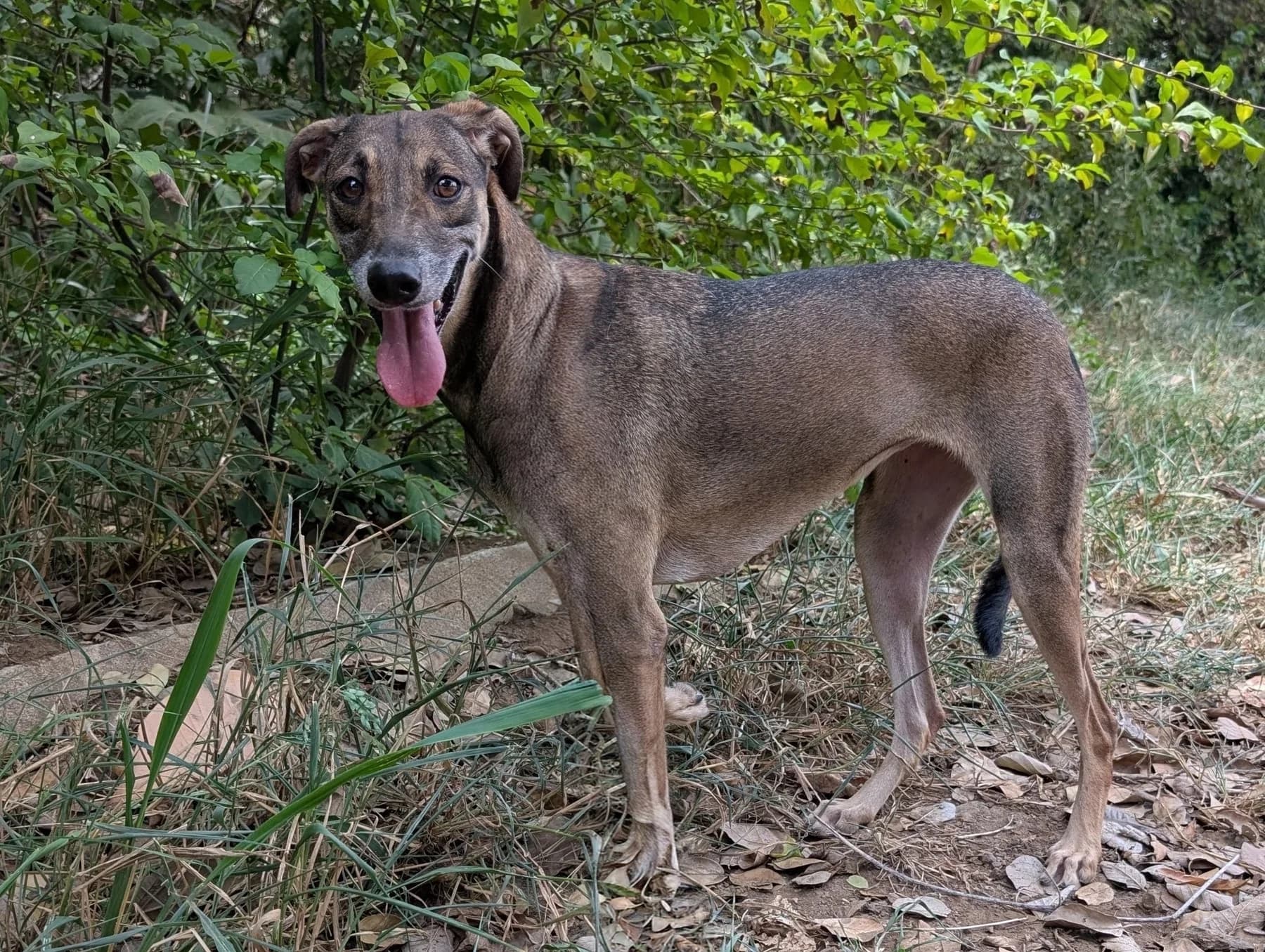 Grace, a dog at Halfway Home Animal Shelter