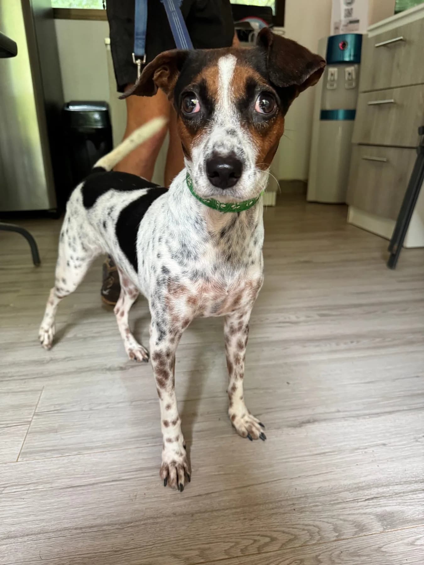 Kadie, a dog at Halfway Home Animal Shelter