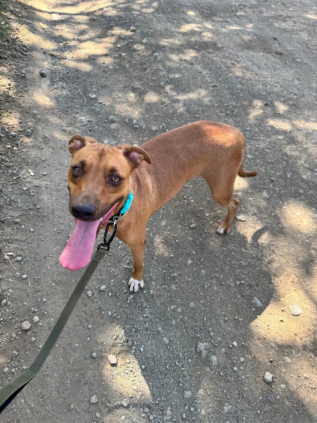 Rocky, a dog at Halfway Home Animal Shelter