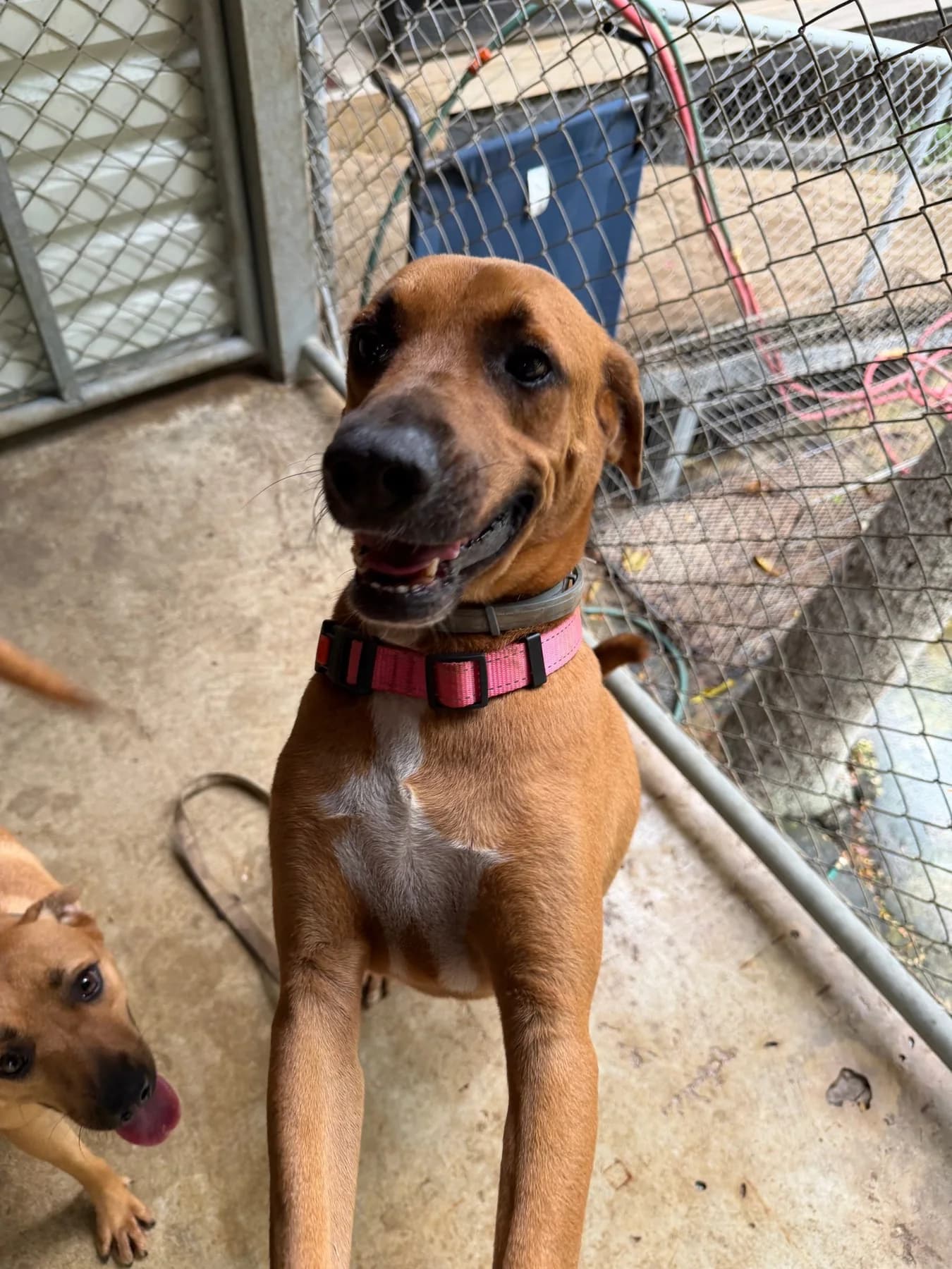 Nelly, a dog at Halfway Home Animal Shelter