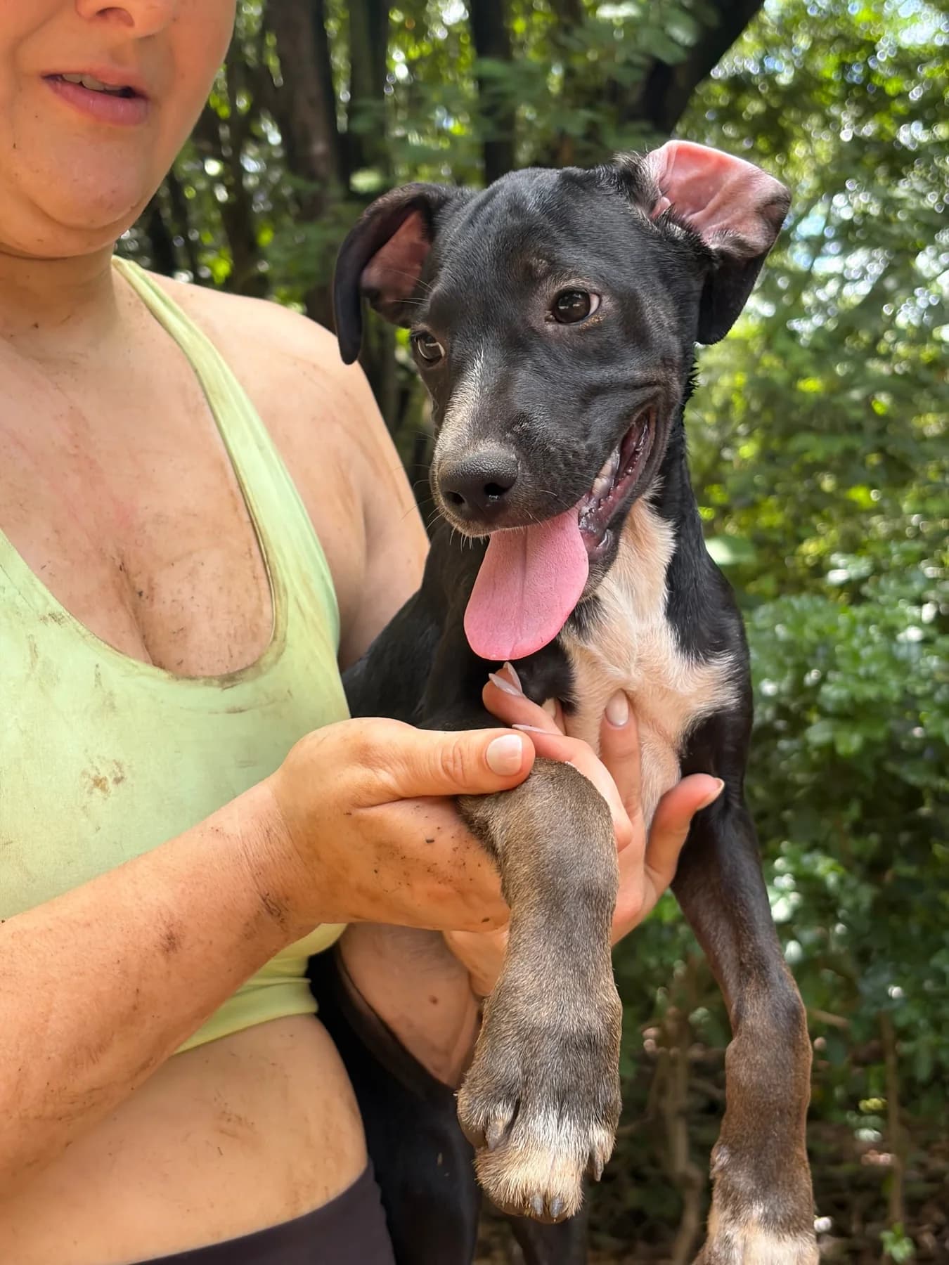Avenger - Carol, a dog at Halfway Home Animal Shelter