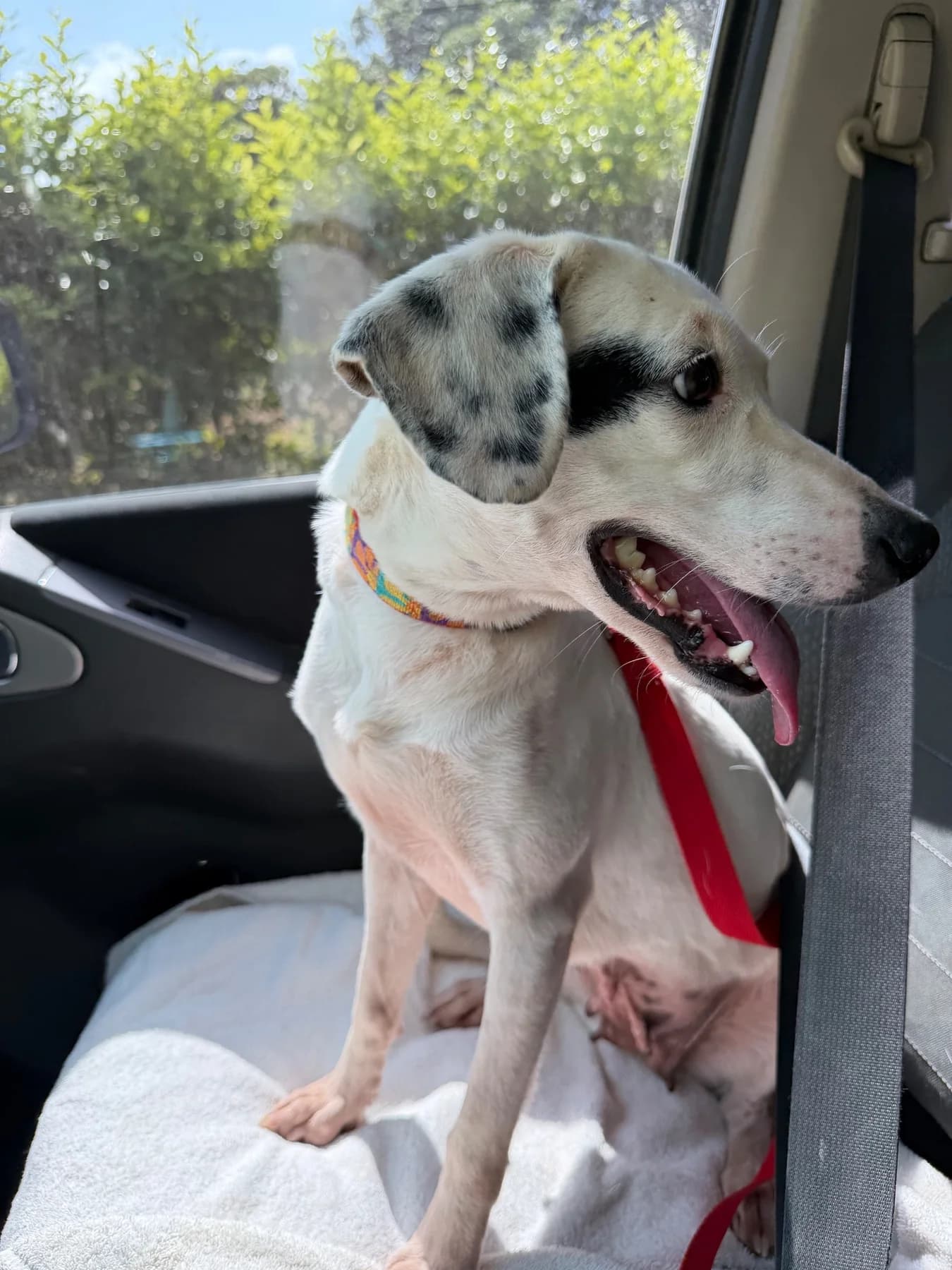 Lola- Blanca, a dog at Halfway Home Animal Shelter