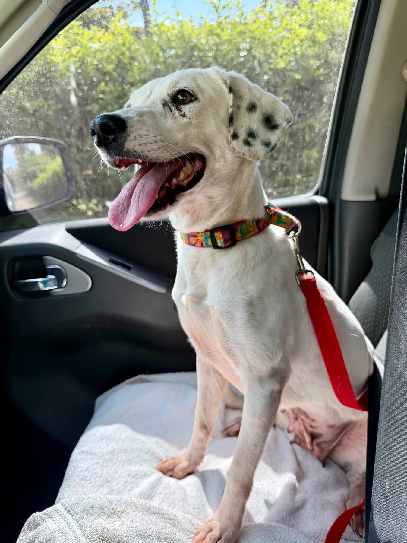 Lola- Blanca, a dog at Halfway Home Animal Shelter