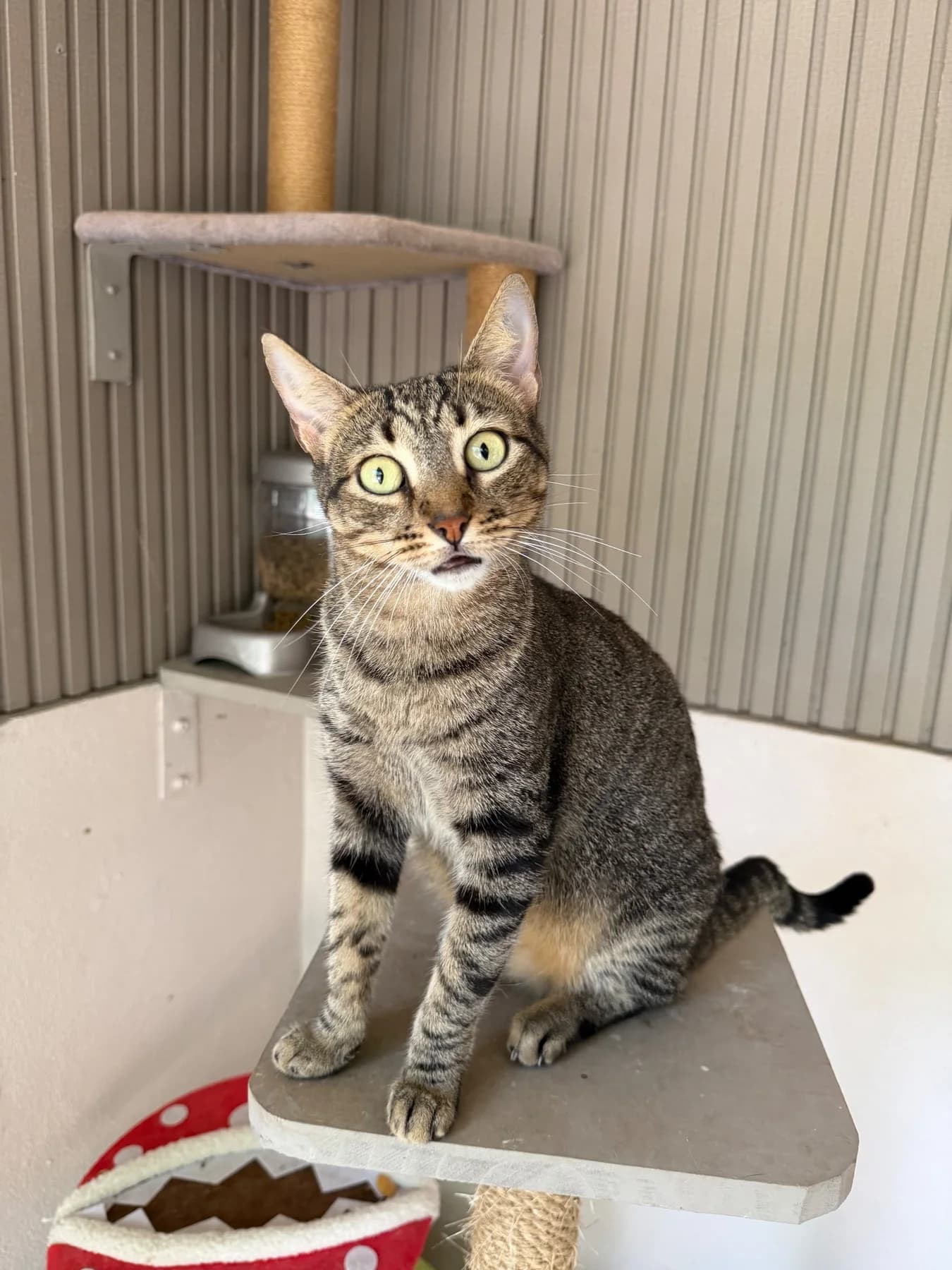 Nebula, a cat at Halfway Home Animal Shelter
