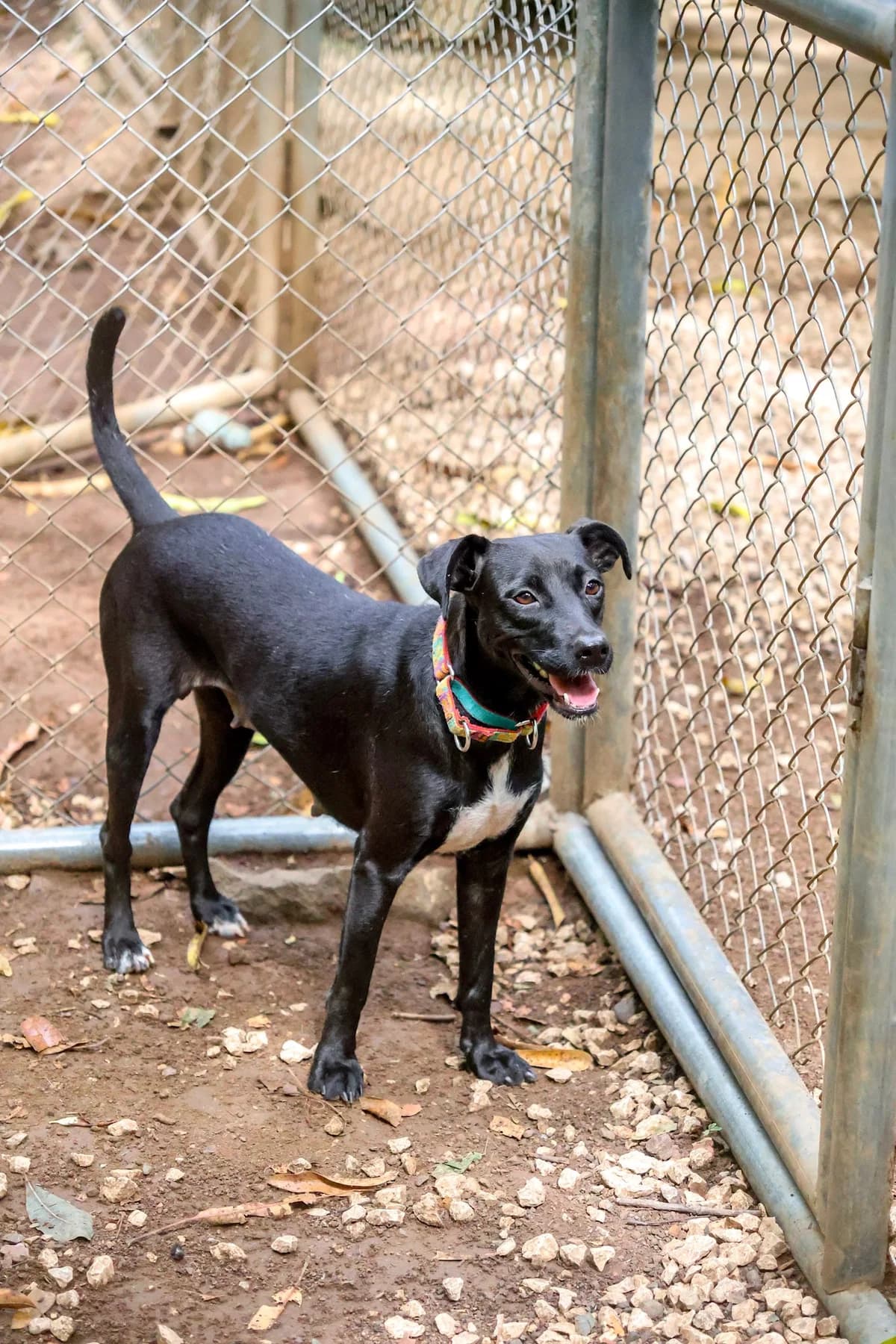 Gaia, a dog at Halfway Home Animal Shelter