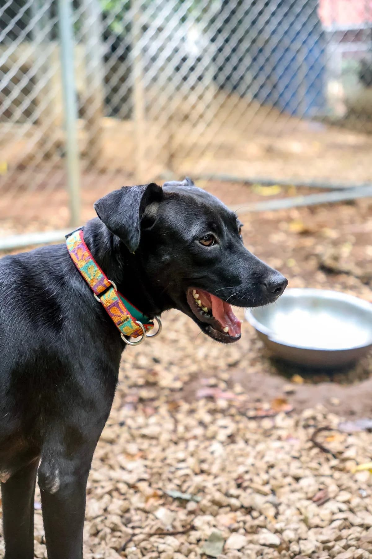 Gaia, a dog at Halfway Home Animal Shelter
