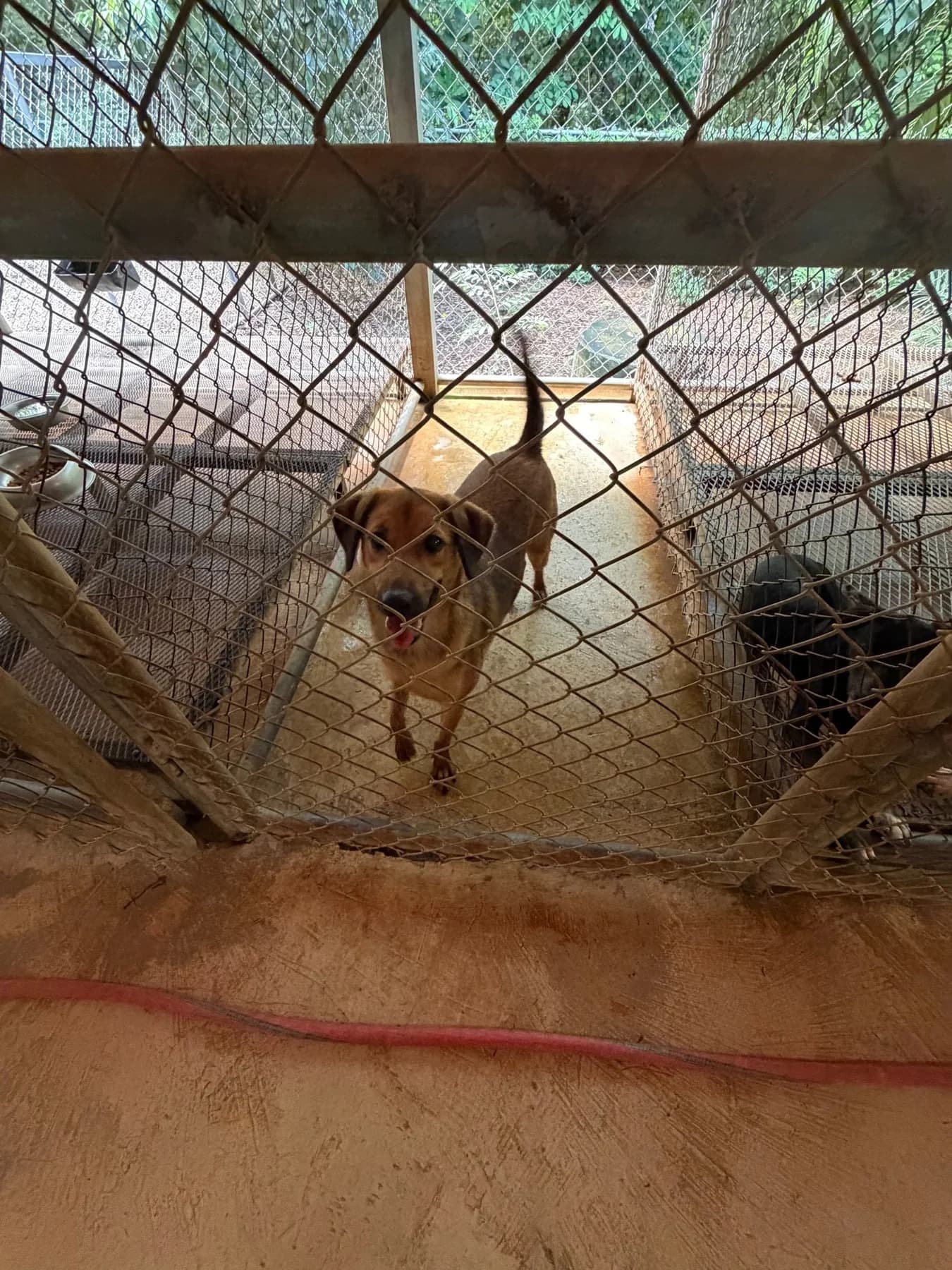 Evie, a dog at Halfway Home Animal Shelter