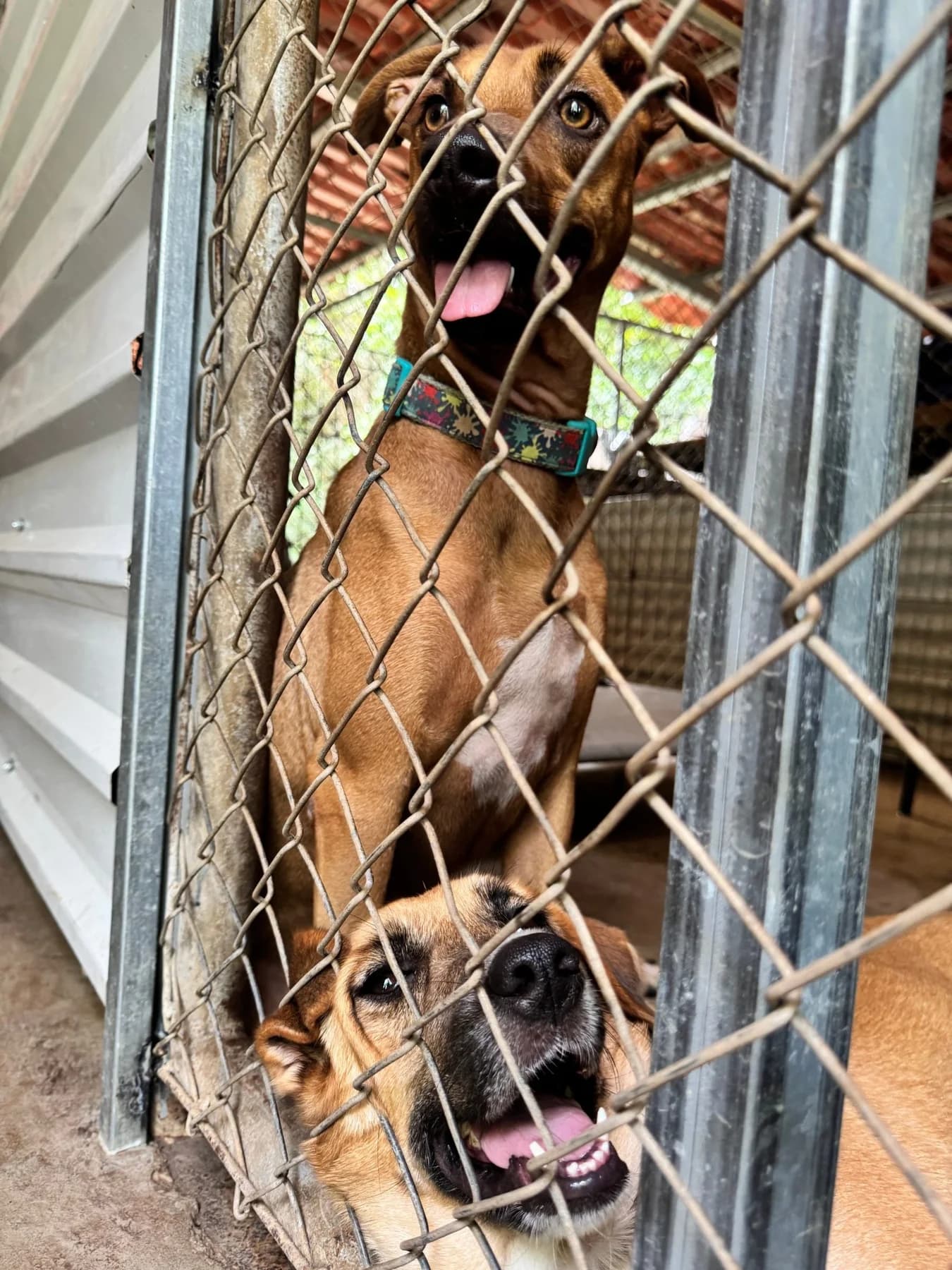 Kelea, a dog at Halfway Home Animal Shelter