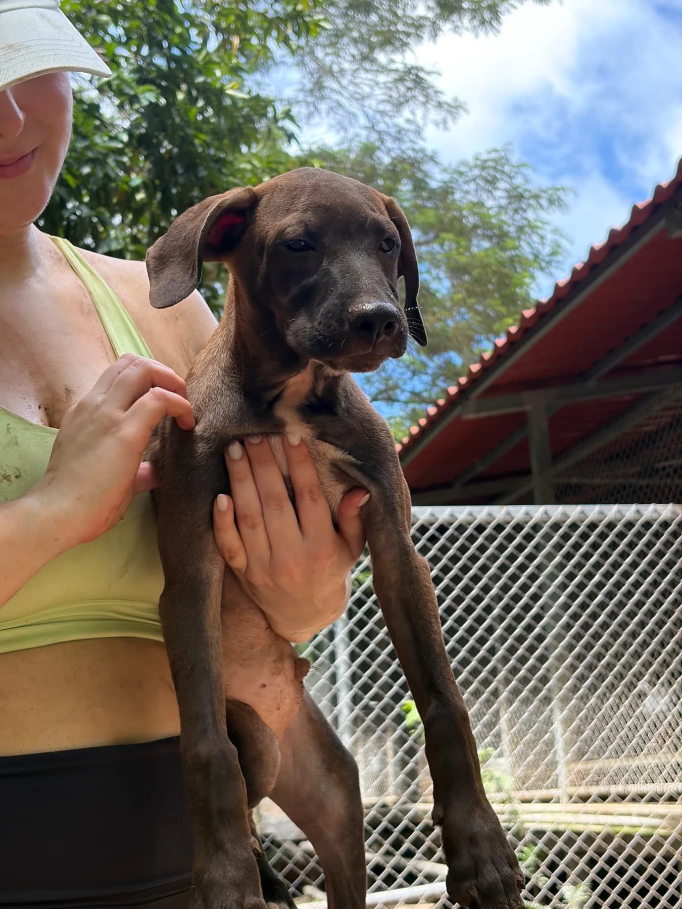 Avenger -Thor, a dog at Halfway Home Animal Shelter