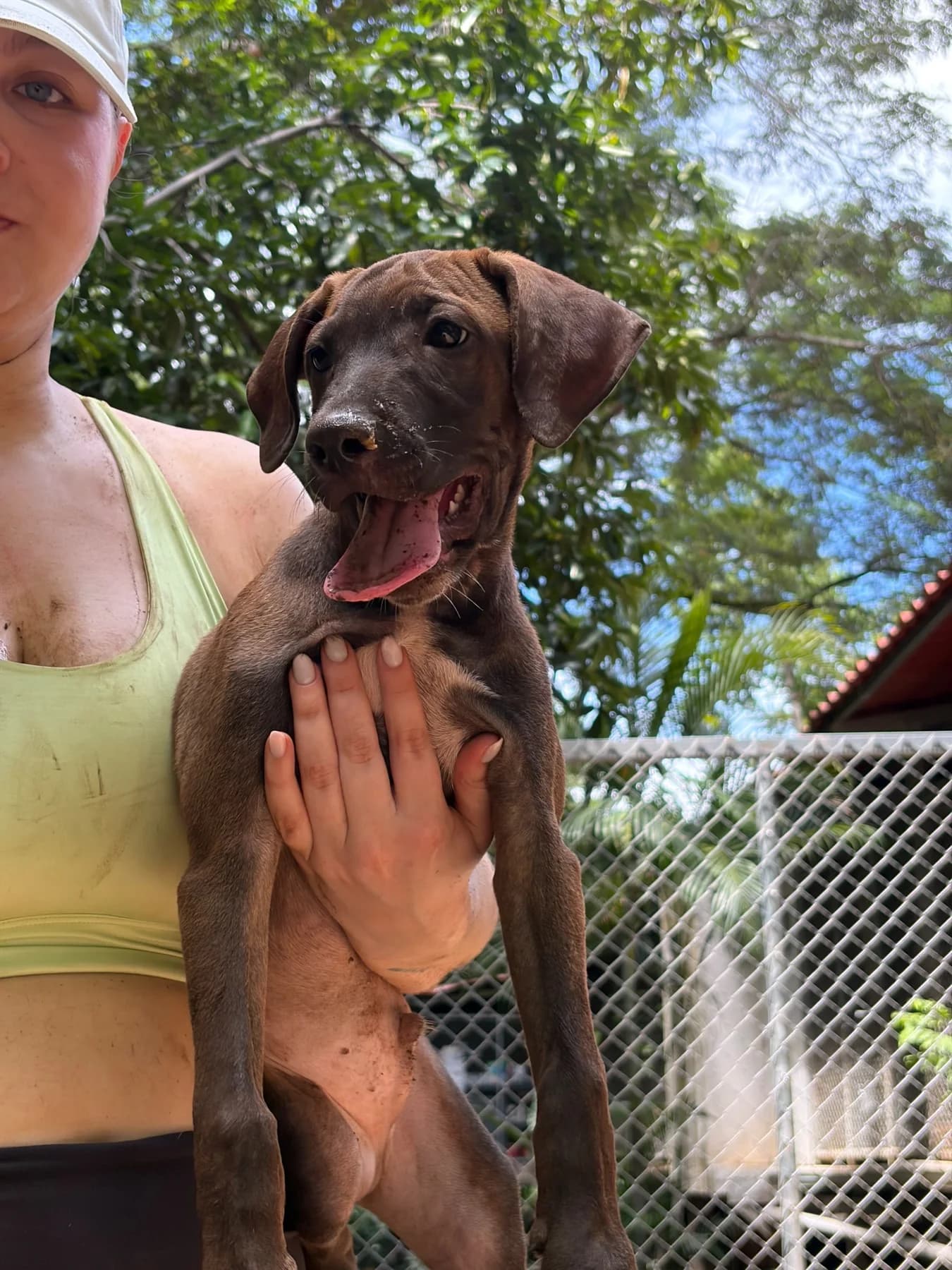 Avenger -Thor, a dog at Halfway Home Animal Shelter