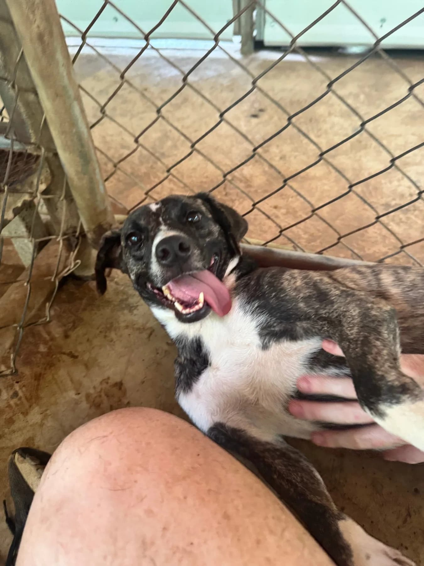 Baguette, a dog at Halfway Home Animal Shelter