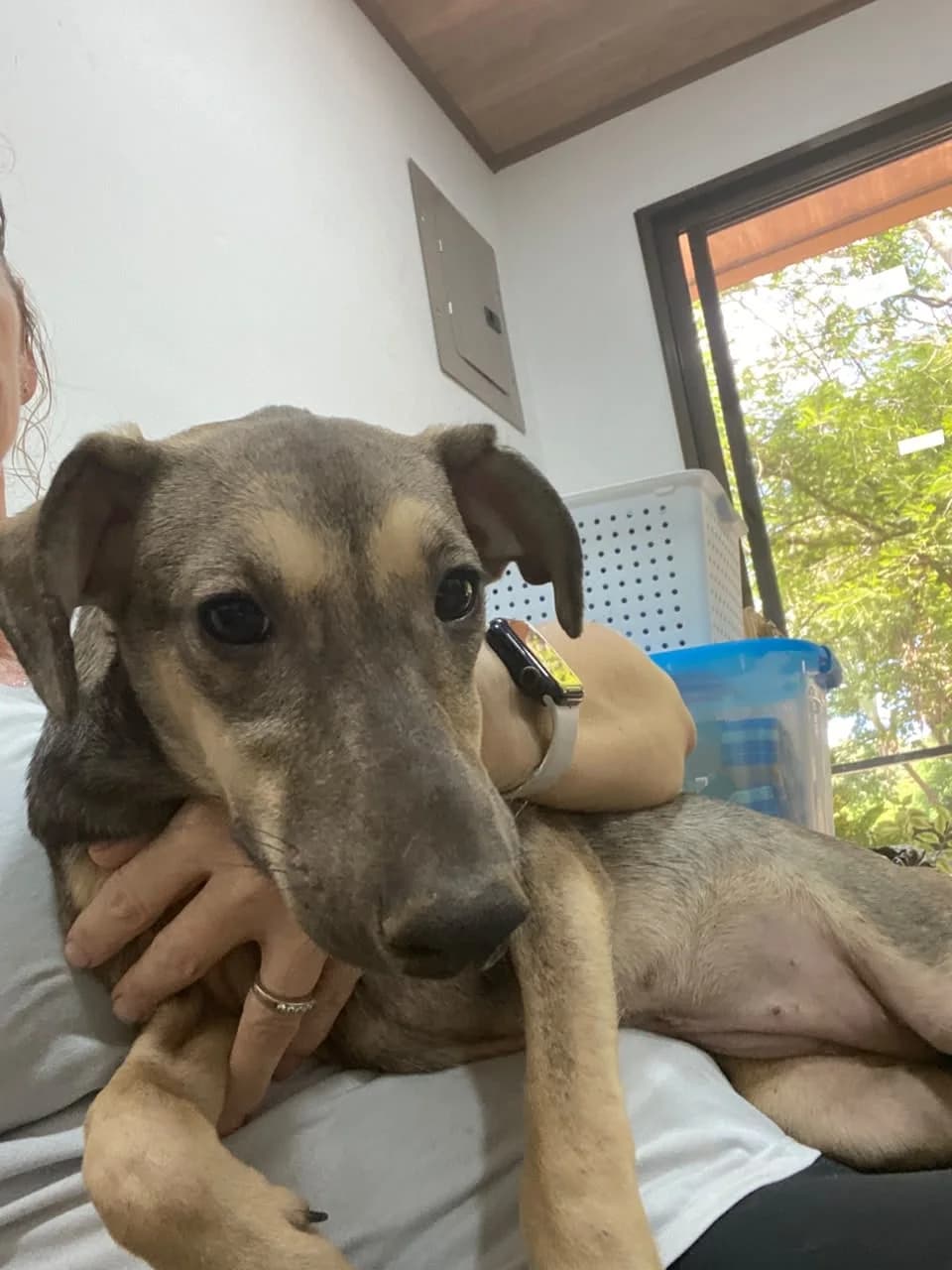 Berta, a dog at Halfway Home Animal Shelter