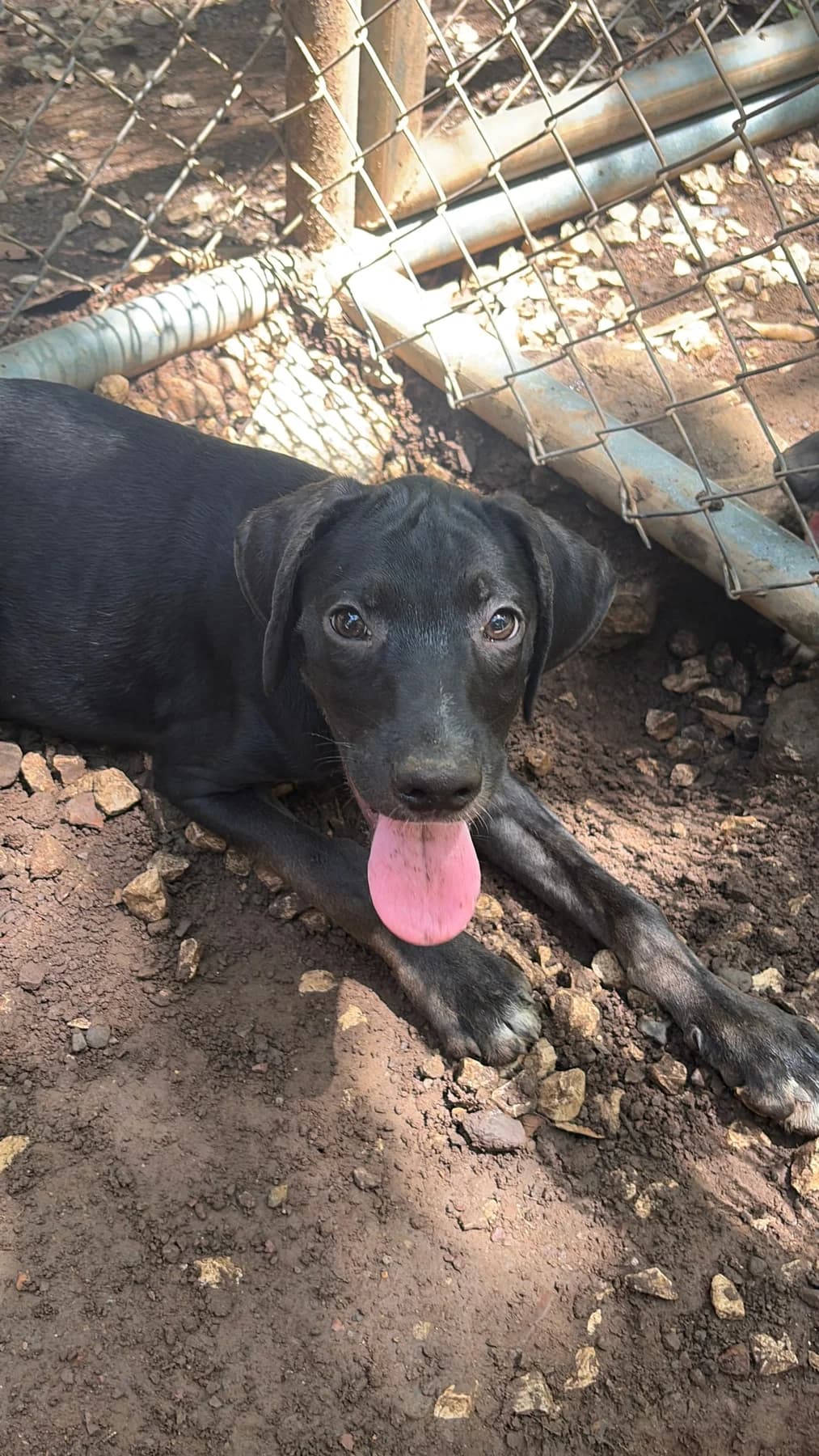 Avenger - Hulk, a dog at Halfway Home Animal Shelter