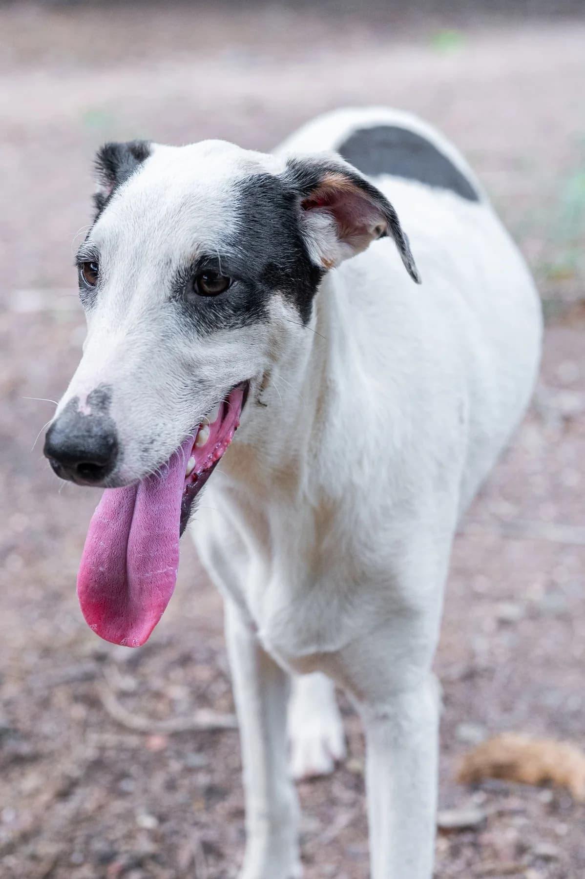 Pinto, a dog at Halfway Home Animal Shelter