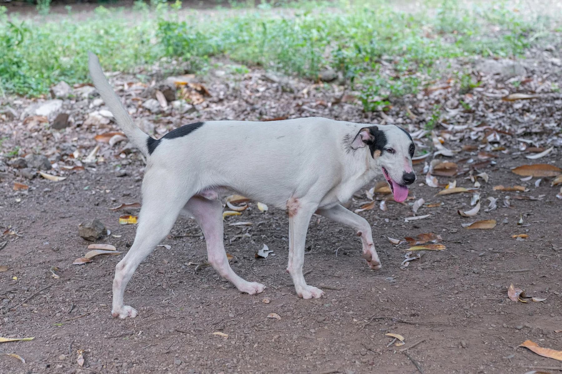 Pinto, a dog at Halfway Home Animal Shelter