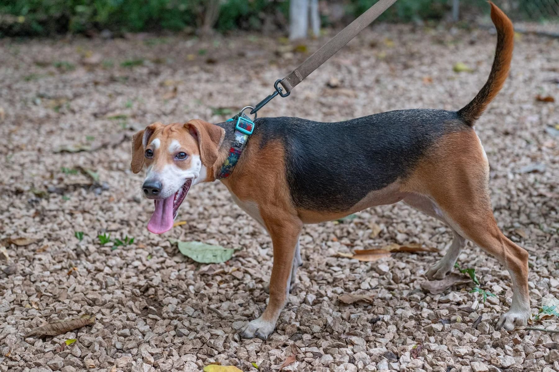 Honey, a dog at Halfway Home Animal Shelter