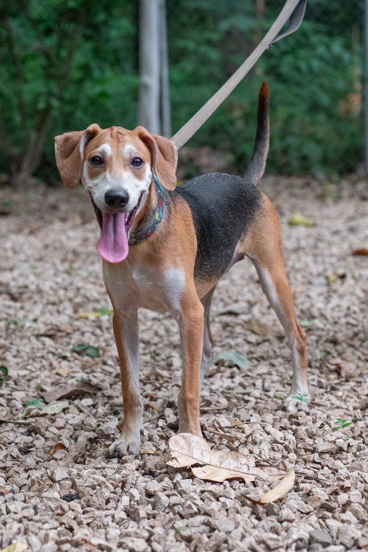 Honey, a dog at Halfway Home Animal Shelter