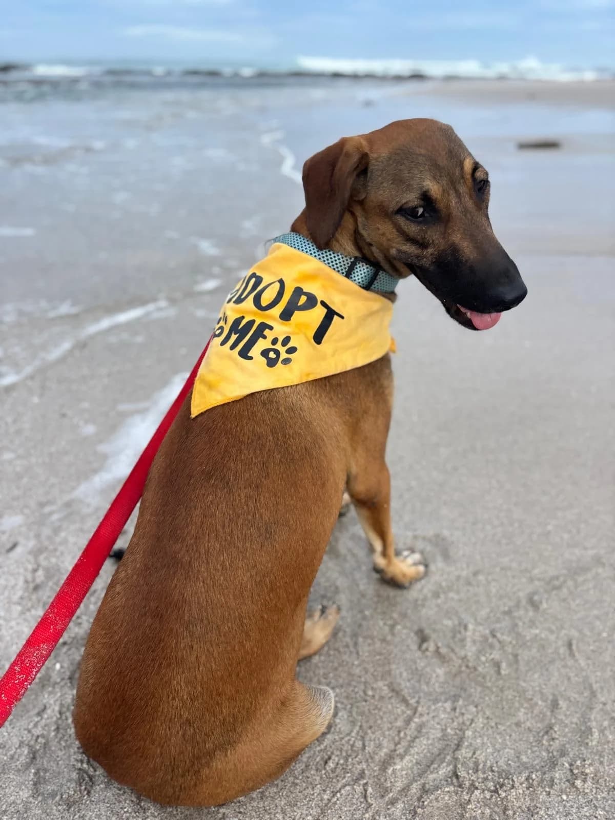 Ana, a dog at Halfway Home Animal Shelter