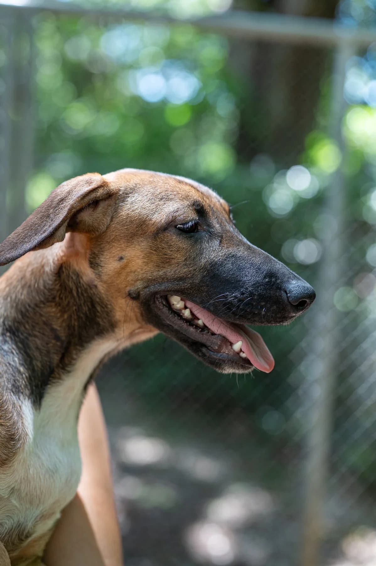 Ana, a dog at Halfway Home Animal Shelter