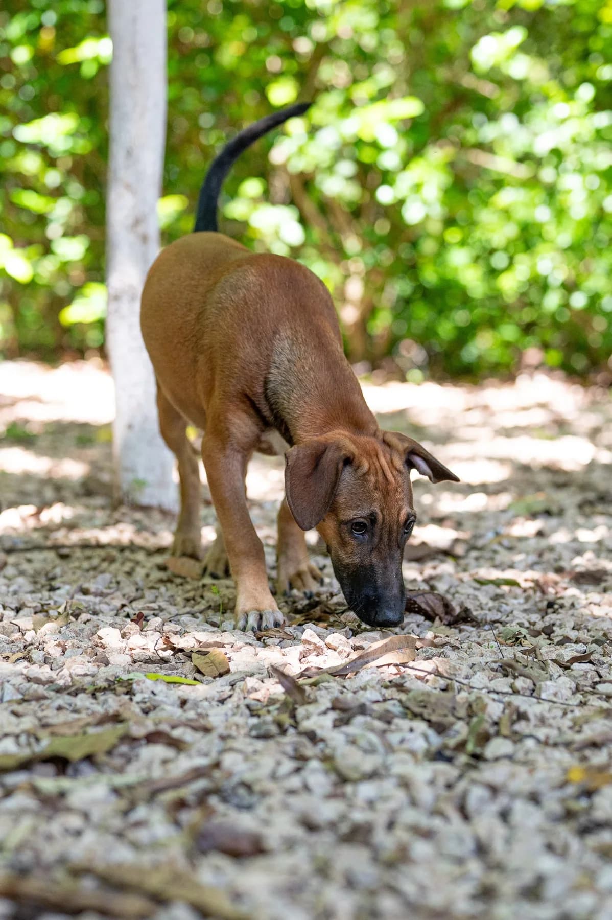 Ana, a dog at Halfway Home Animal Shelter