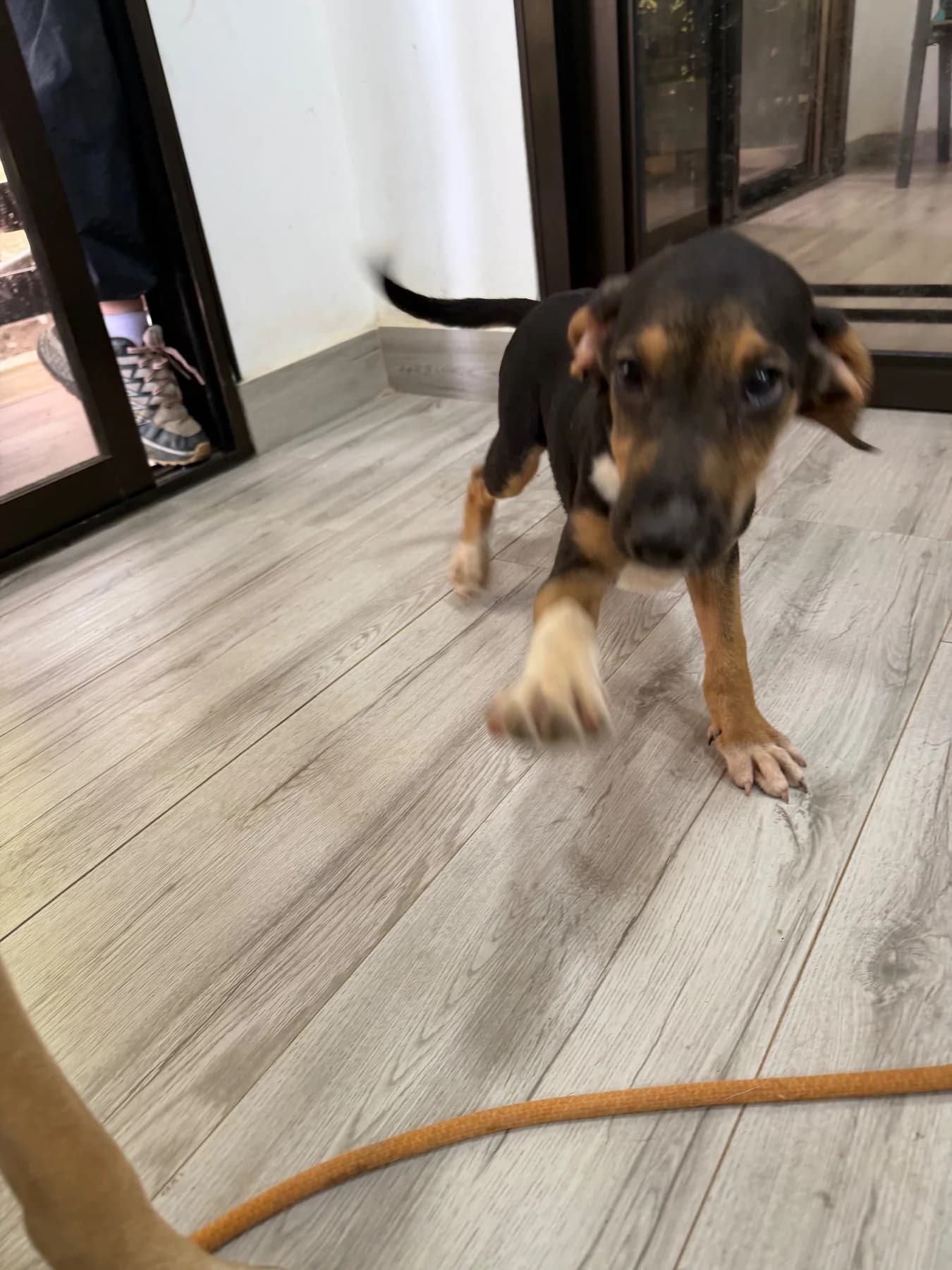 Princessa Litter, a dog at Halfway Home Animal Shelter