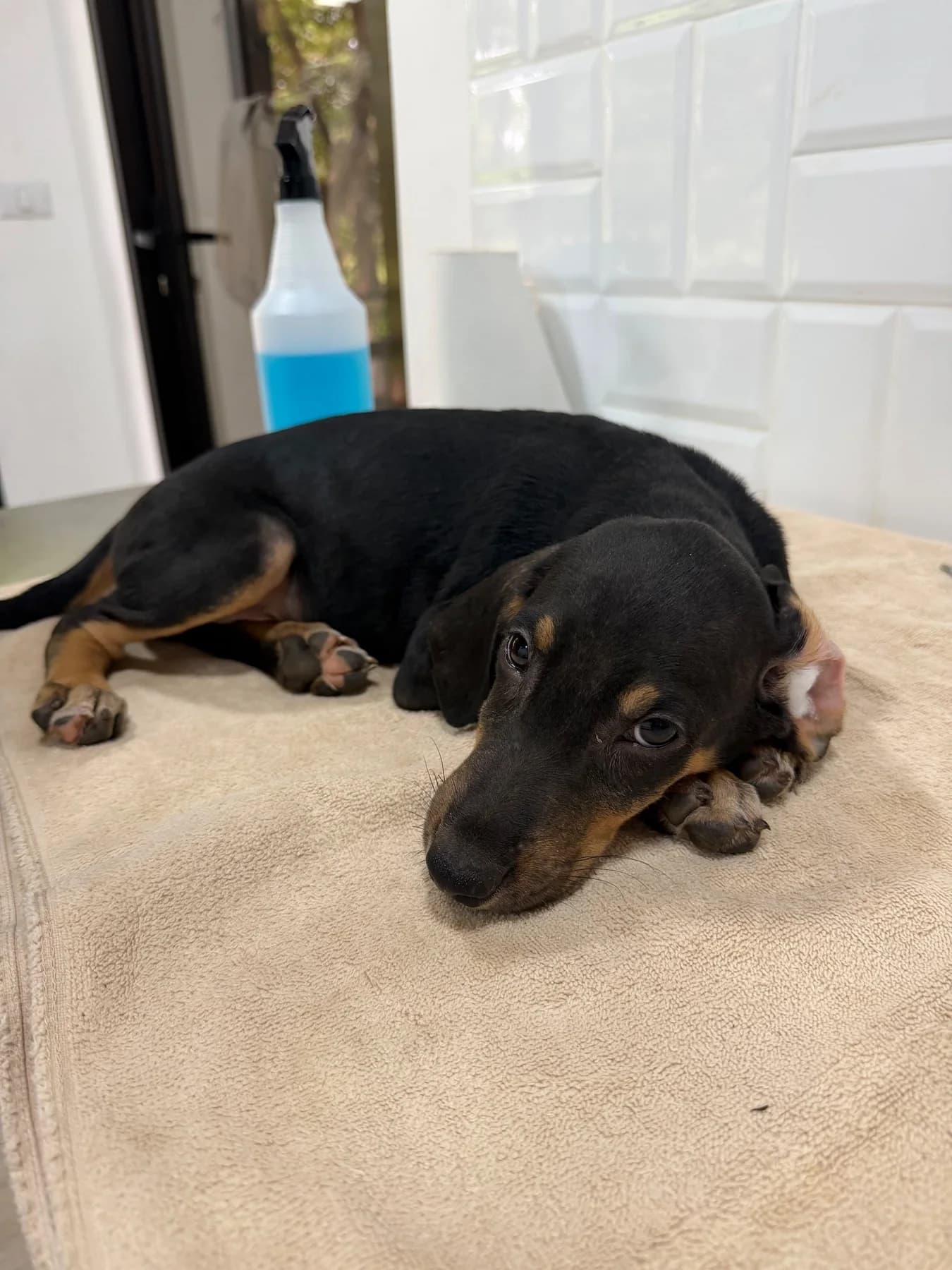 Princessa Litter, a dog at Halfway Home Animal Shelter