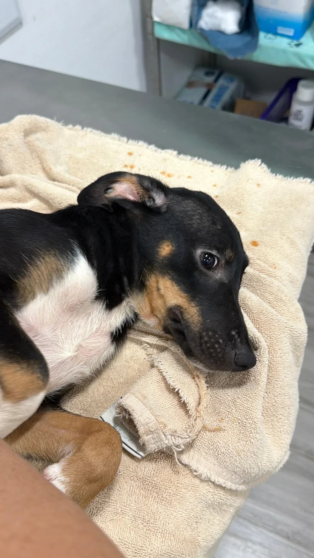 Princessa Litter, a dog at Halfway Home Animal Shelter