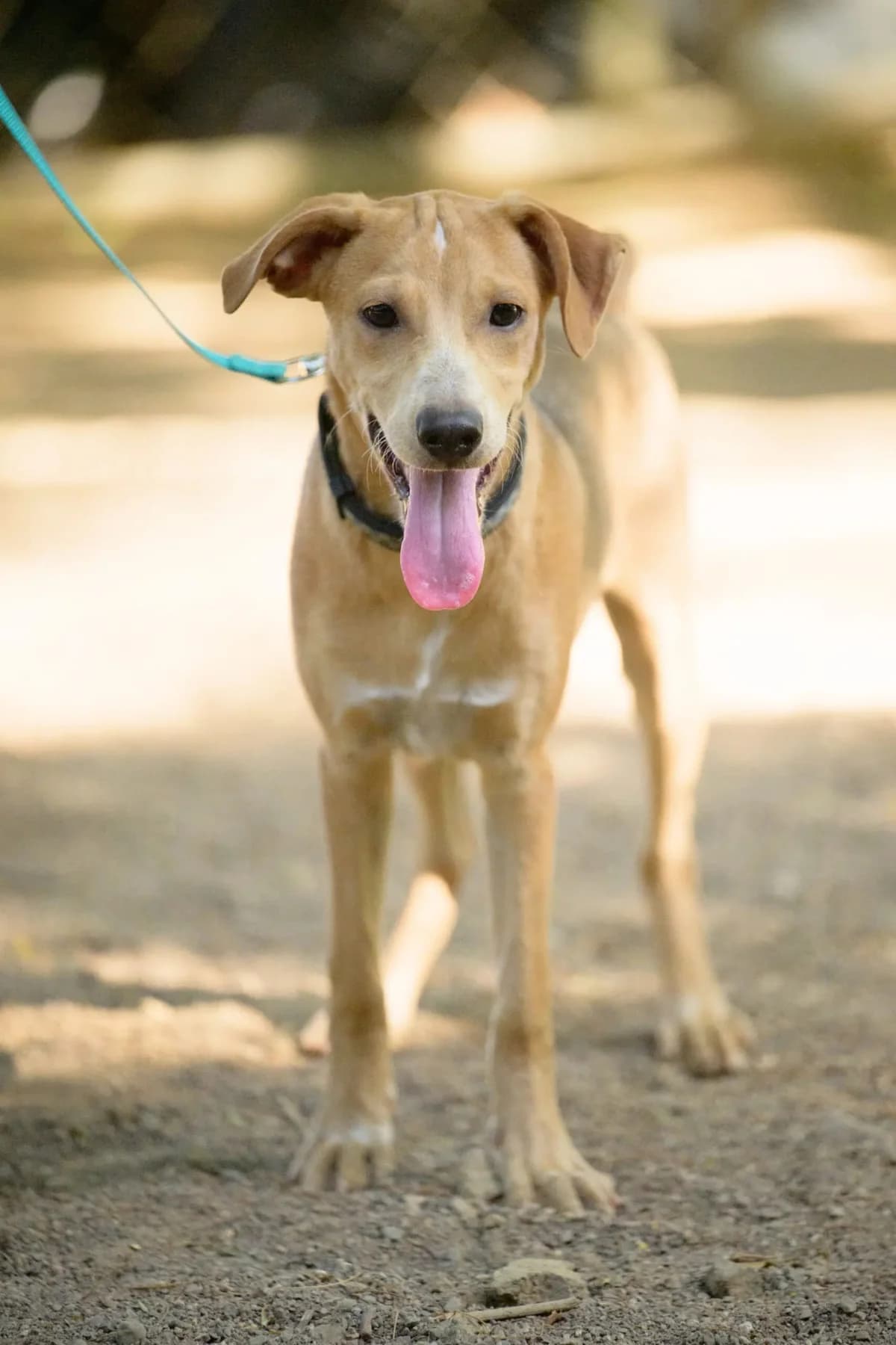 Pepe, a dog at Halfway Home Animal Shelter