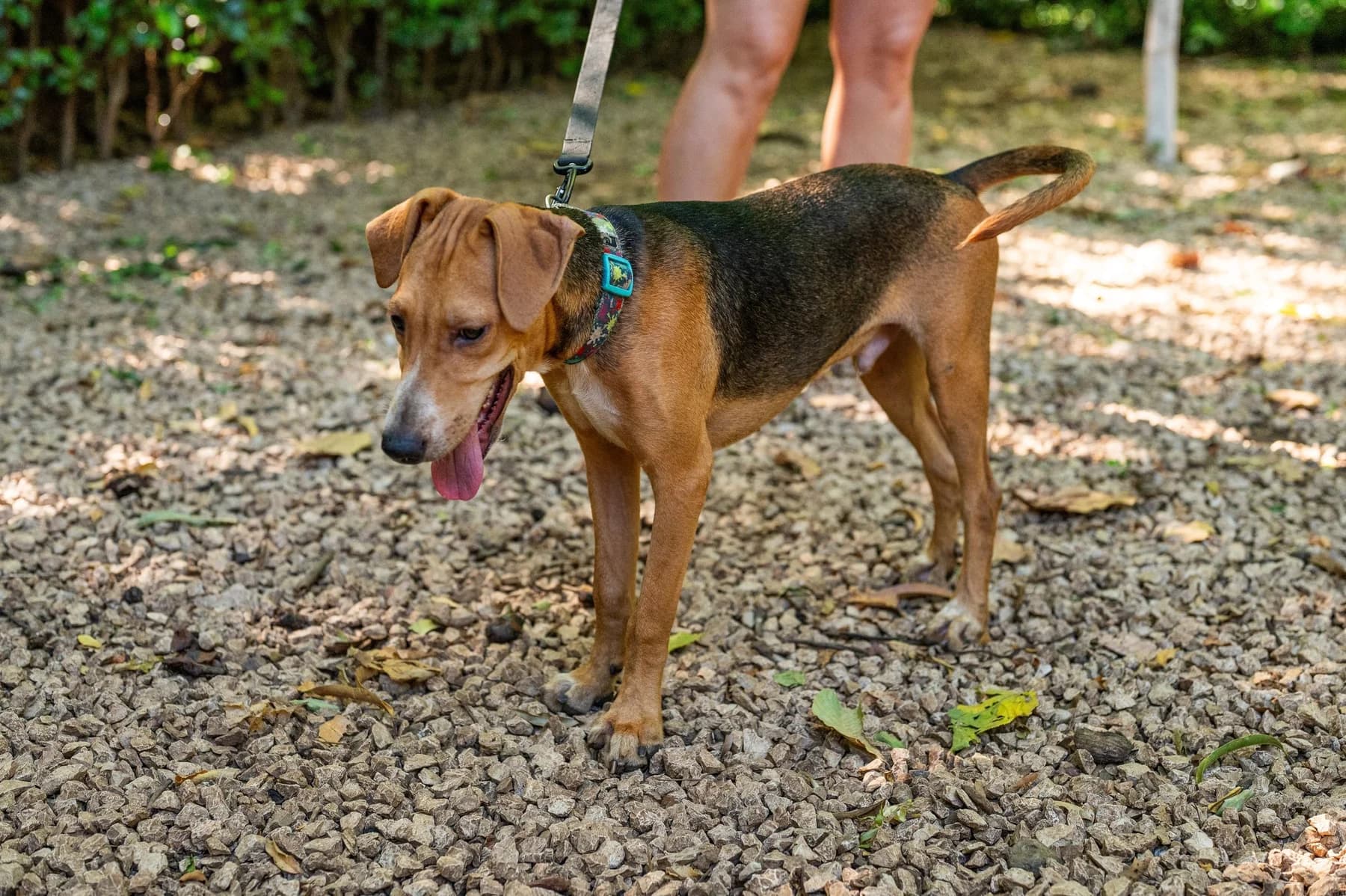 Jose - Huacas, a dog at Halfway Home Animal Shelter