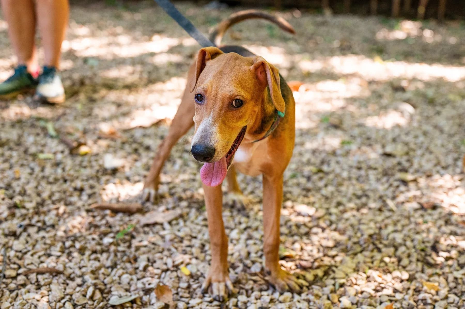 Jose - Huacas, a dog at Halfway Home Animal Shelter