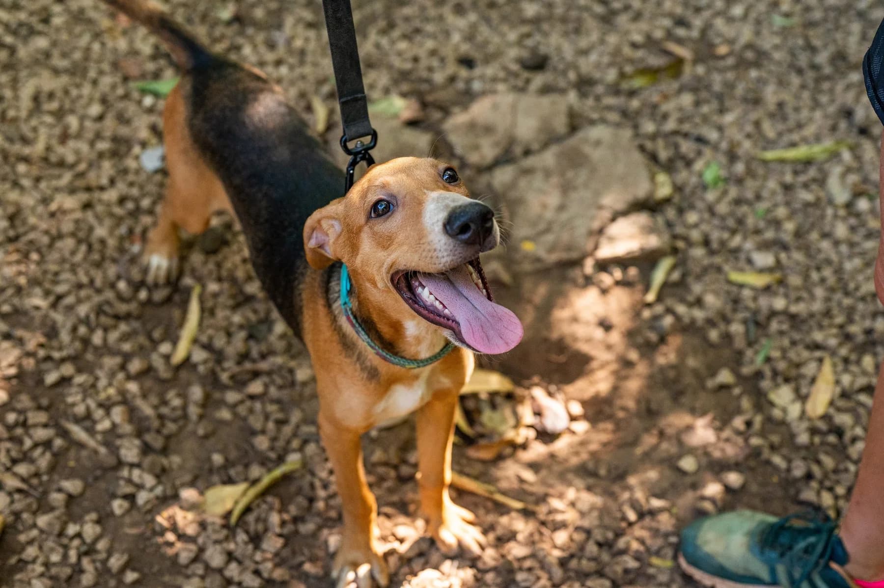 Jose - Huacas, a dog at Halfway Home Animal Shelter