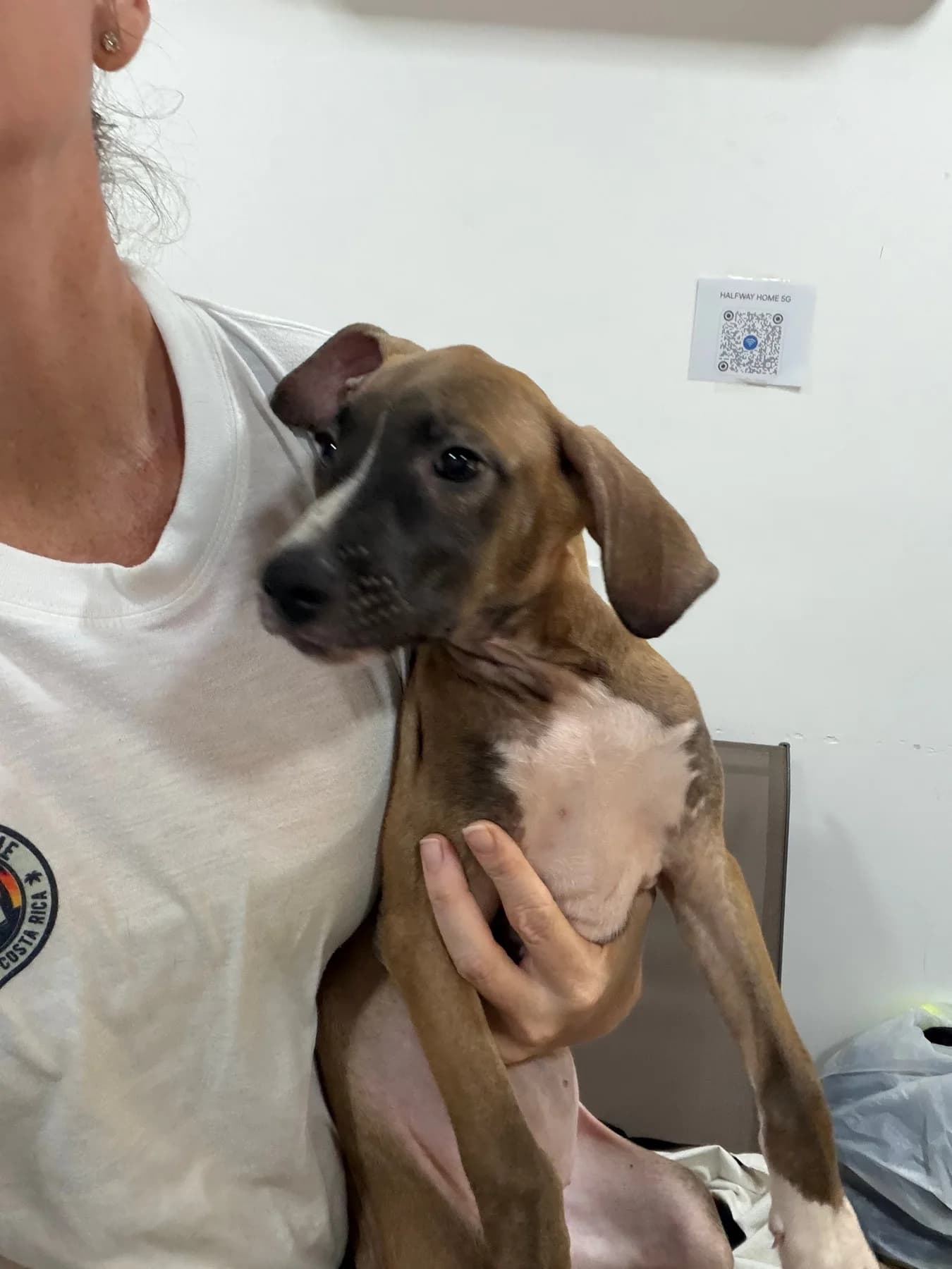 Avenger - Natasha, a dog at Halfway Home Animal Shelter
