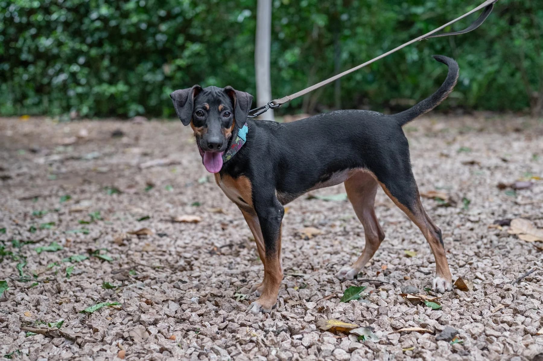 Musi, a dog at Halfway Home Animal Shelter