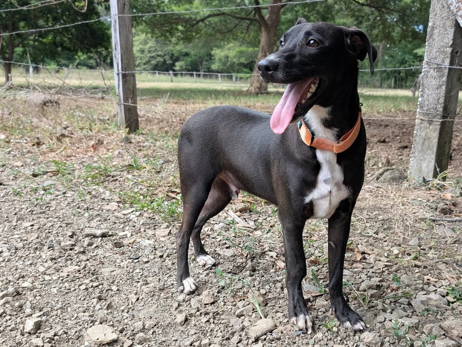 Mickie, a dog at Halfway Home Animal Shelter