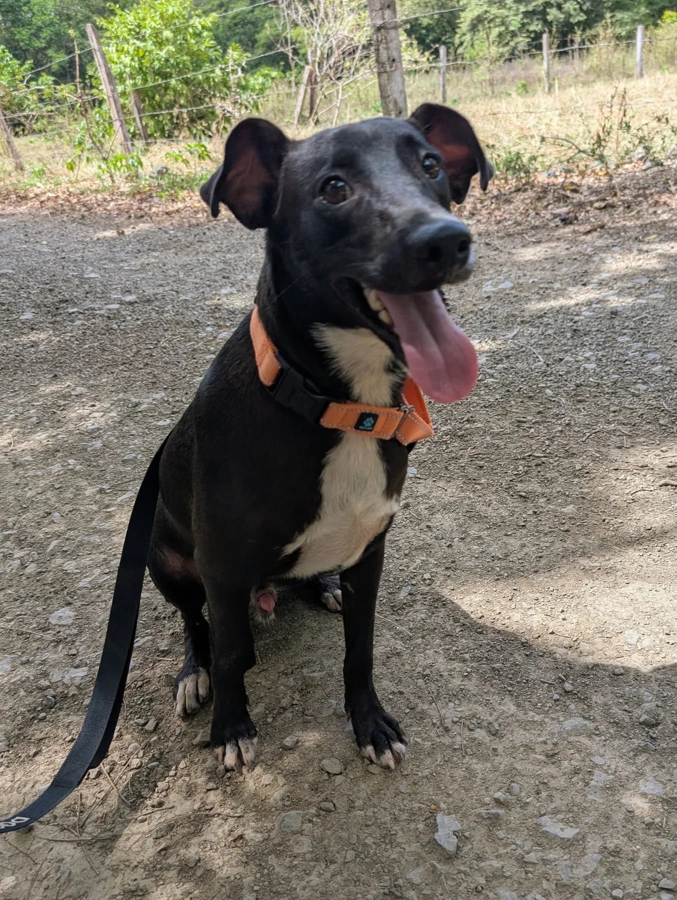 Mickie, a dog at Halfway Home Animal Shelter