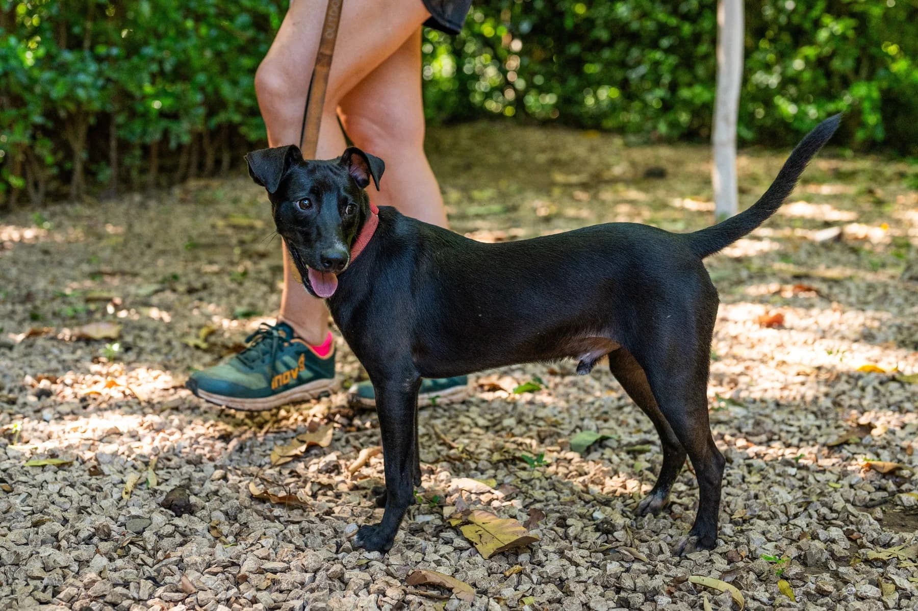 Mickie, a dog at Halfway Home Animal Shelter