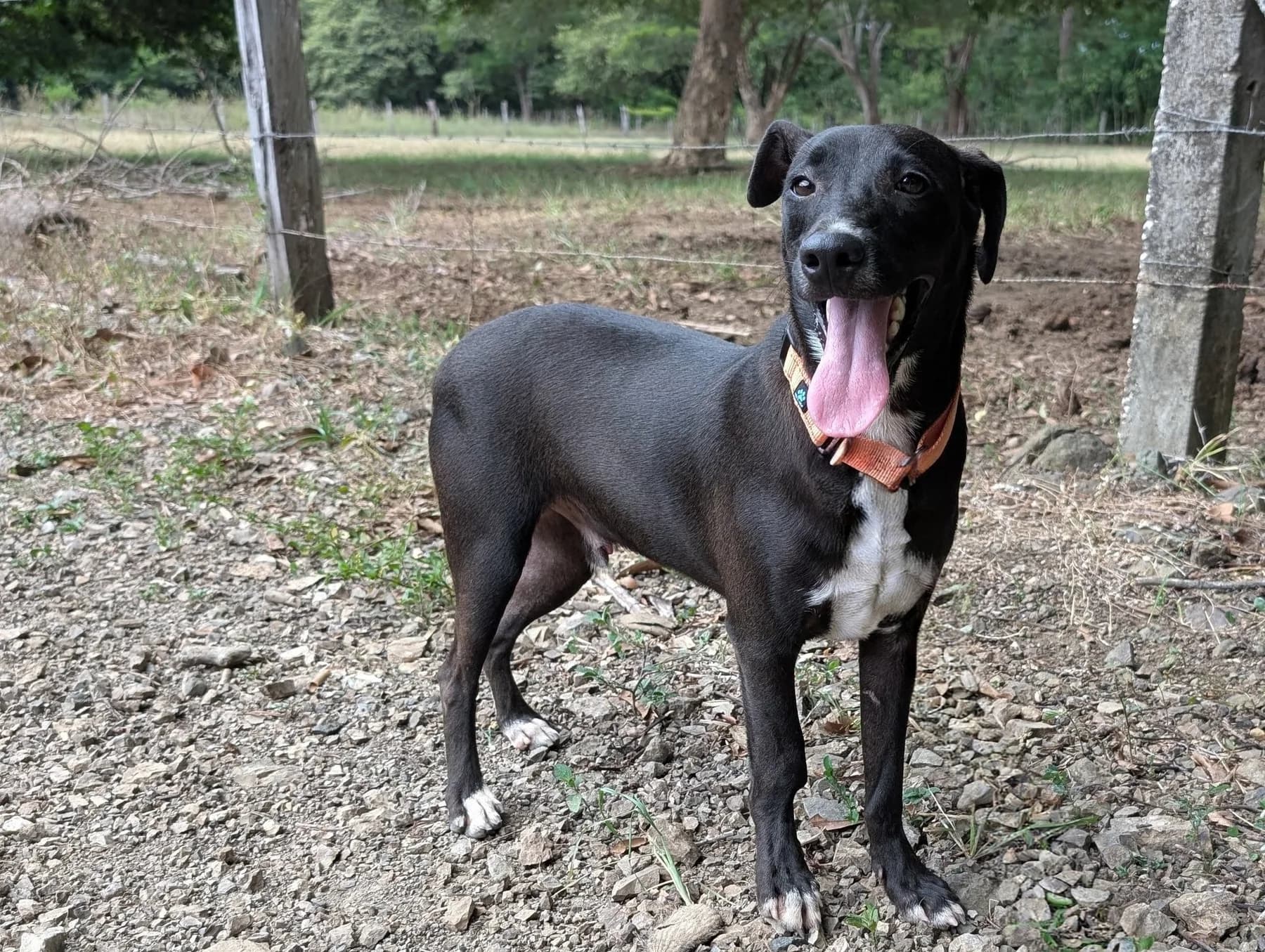 Mickie, a dog at Halfway Home Animal Shelter