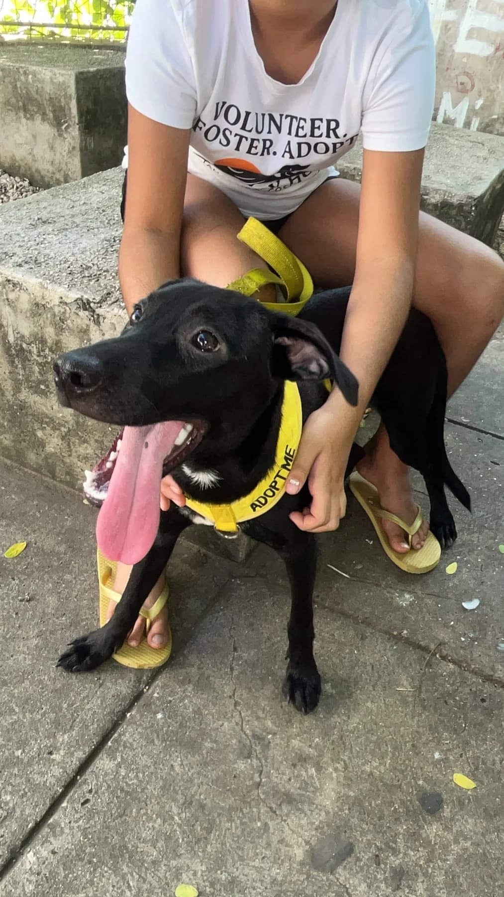 Gaia - Noce, a dog at Halfway Home Animal Shelter