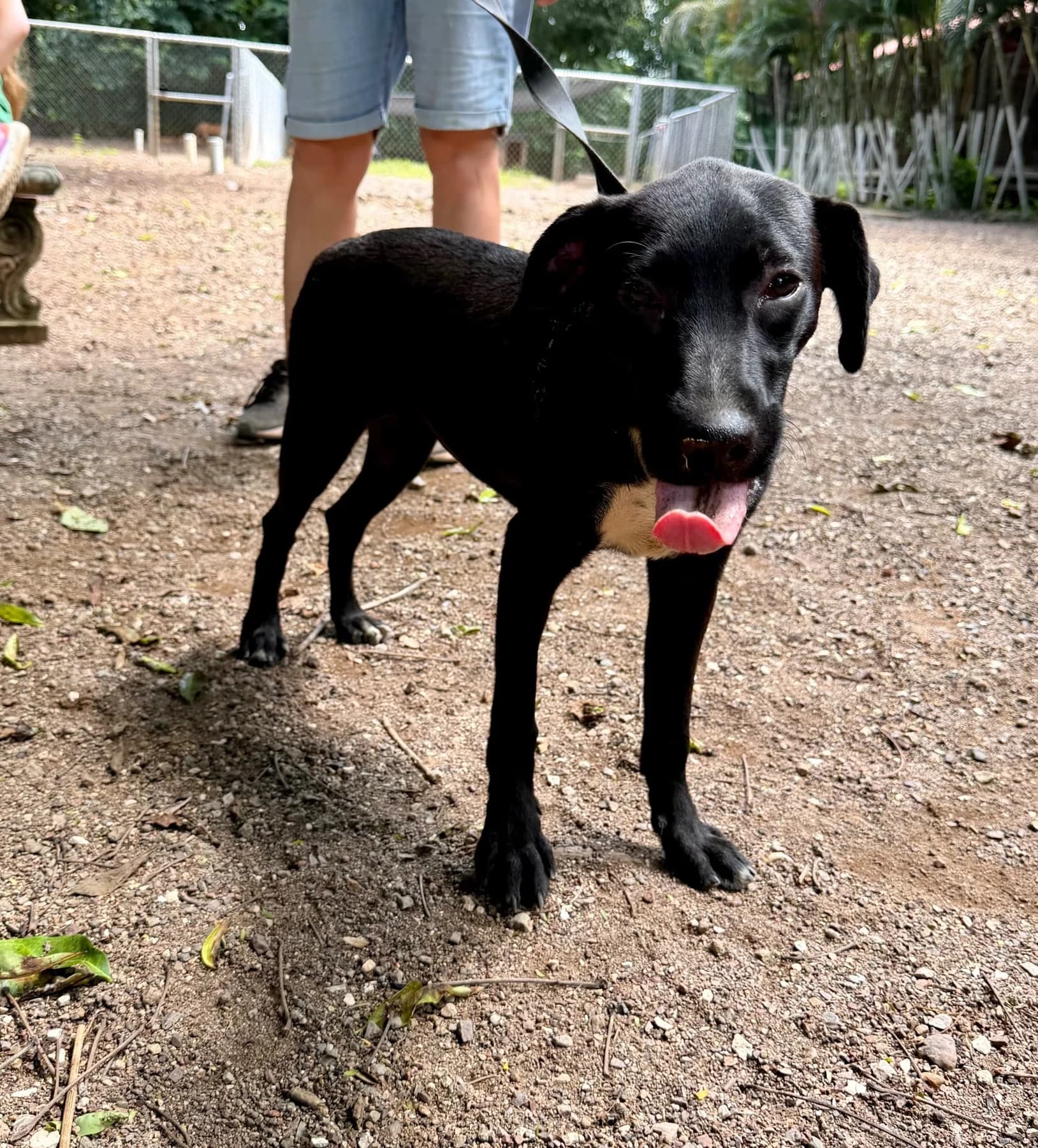 Gaia - Noce, a dog at Halfway Home Animal Shelter
