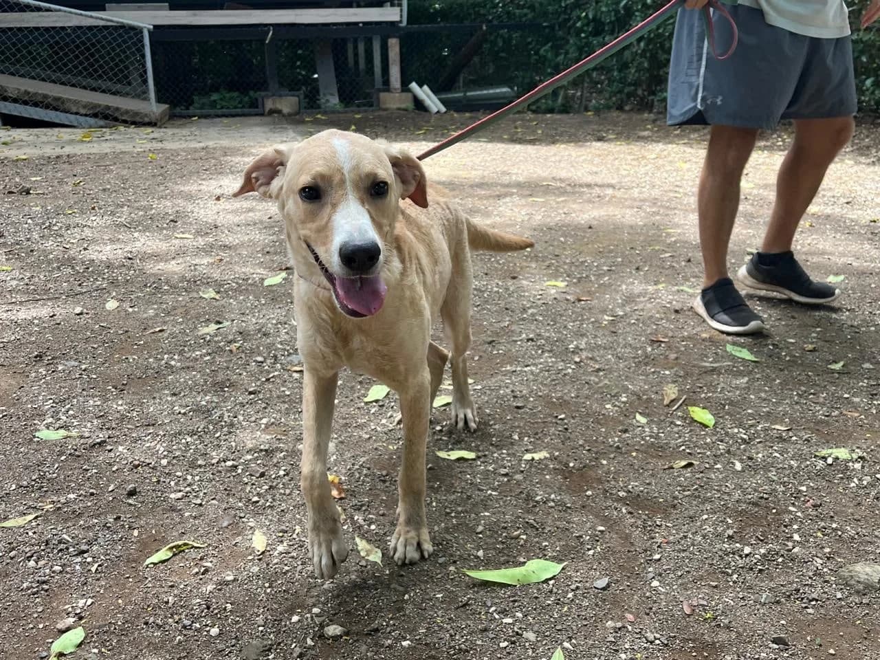 Grady, a dog at Halfway Home Animal Shelter