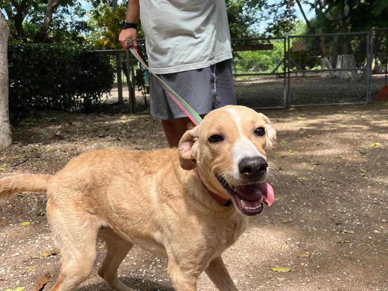 Grady, a dog at Halfway Home Animal Shelter
