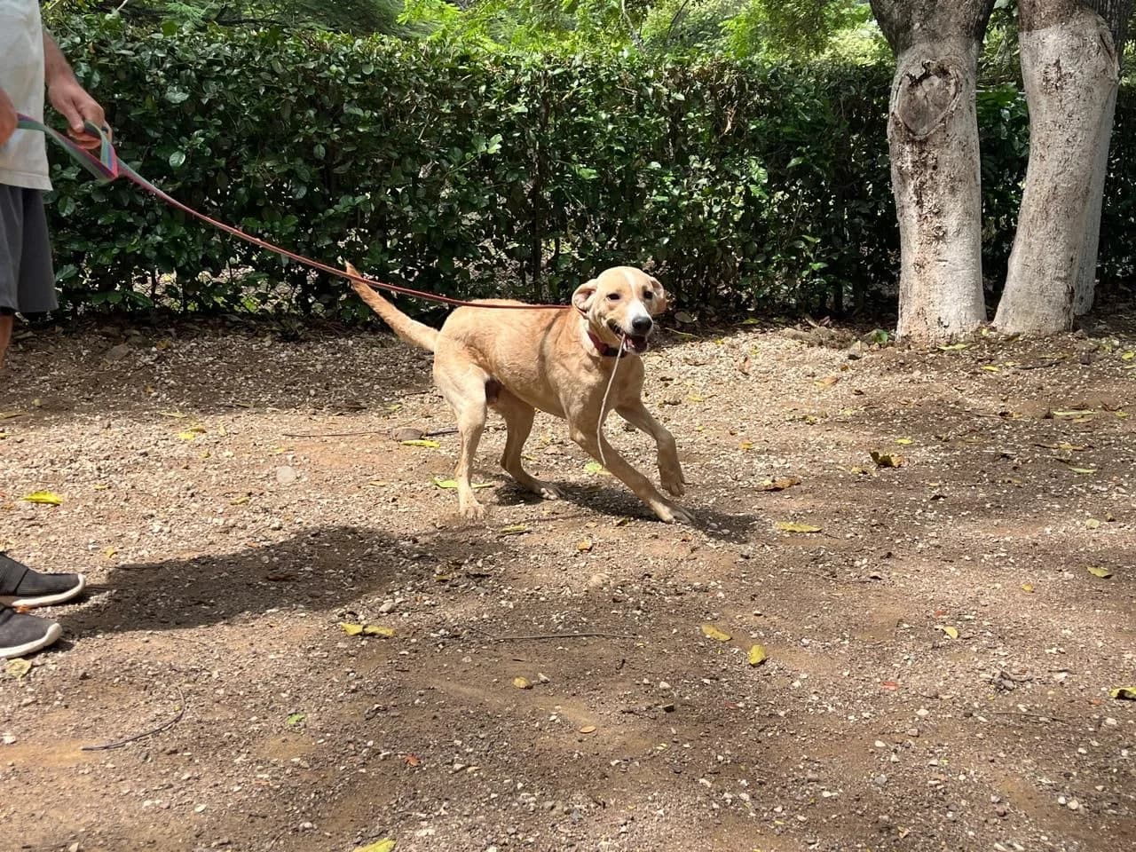Grady, a dog at Halfway Home Animal Shelter