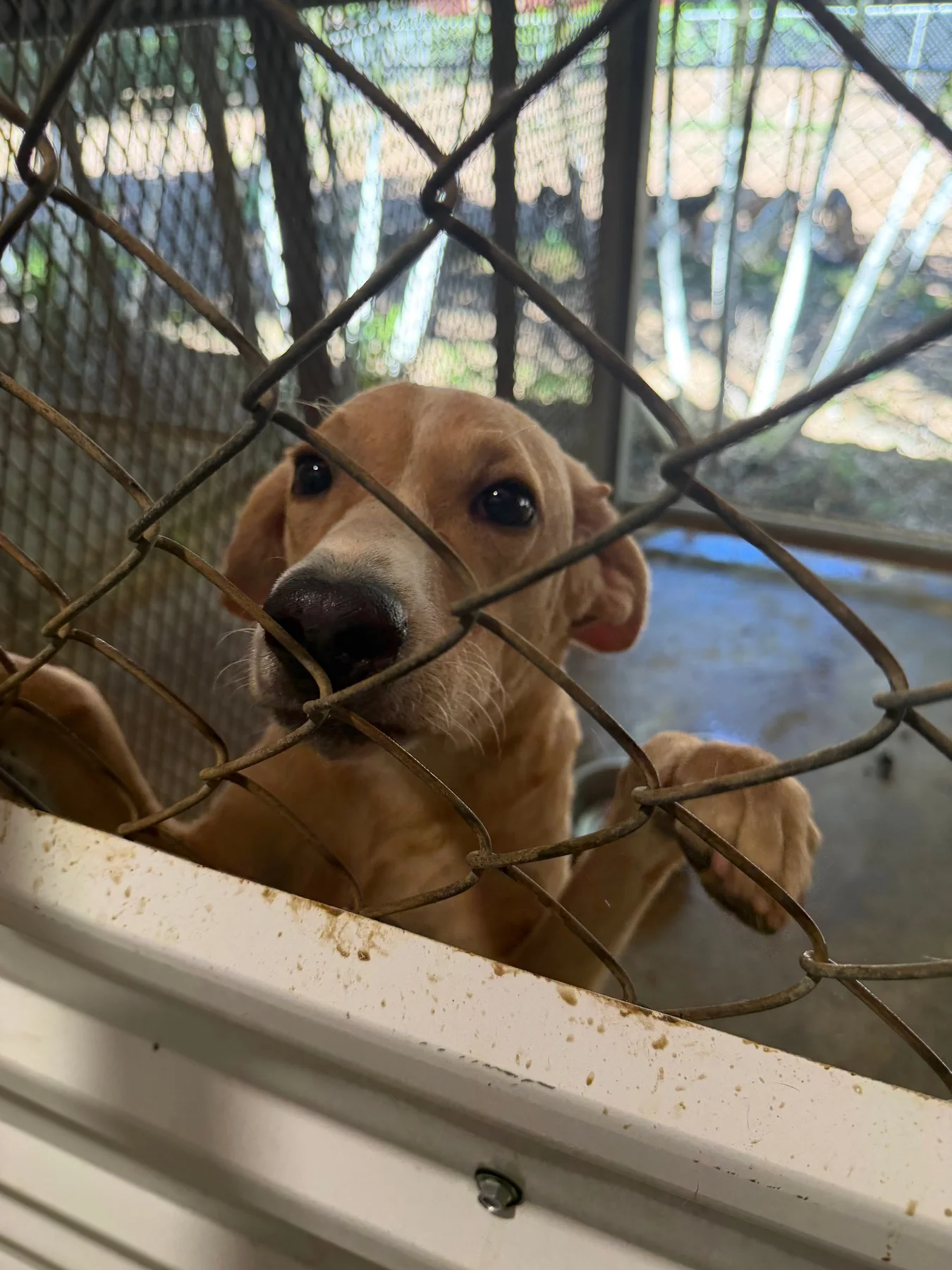 Grady, a dog at Halfway Home Animal Shelter