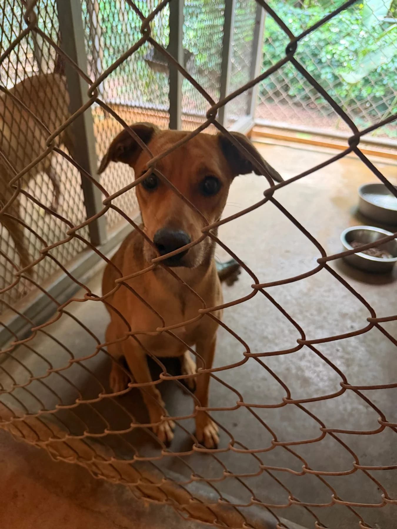 Erica, a dog at Halfway Home Animal Shelter