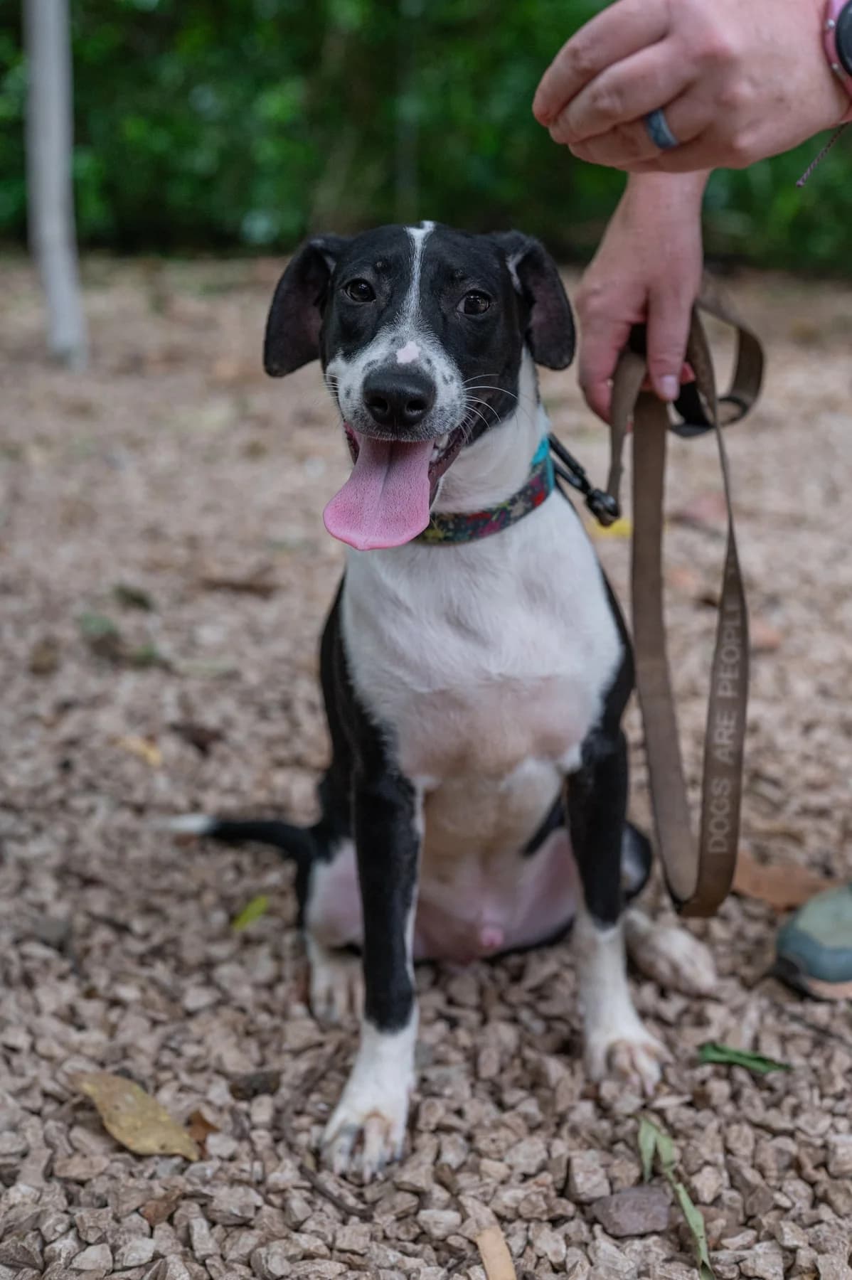 Lorenzo, a dog at Halfway Home Animal Shelter