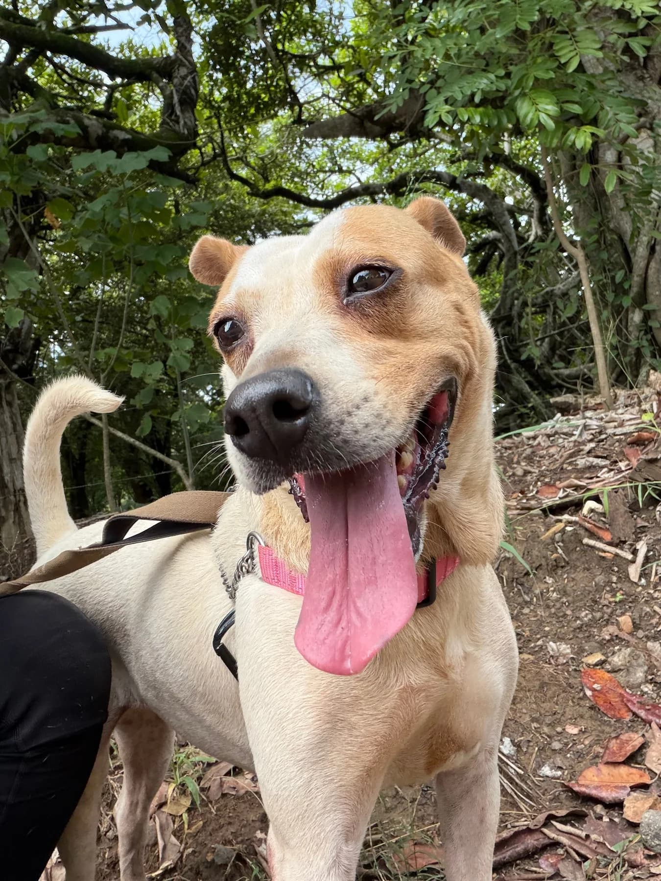 Reina, a dog at Halfway Home Animal Shelter